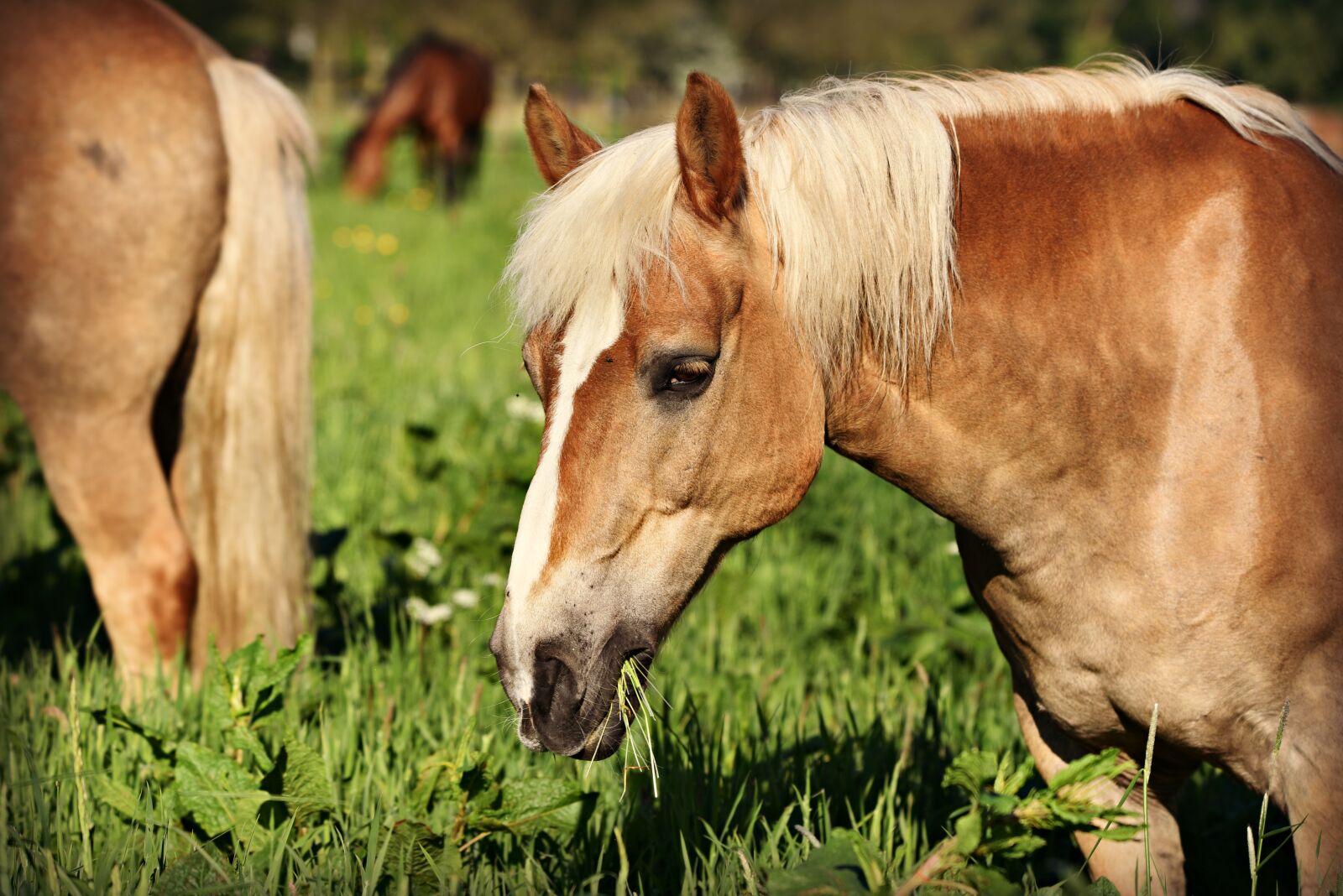 Nikon D750 sample photo. Horse, animal, mammal photography