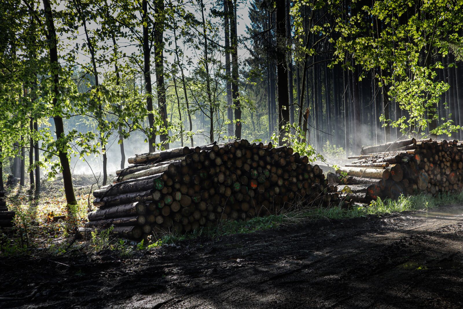 Canon EOS M50 (EOS Kiss M) sample photo. Morning haze, nature, wood photography