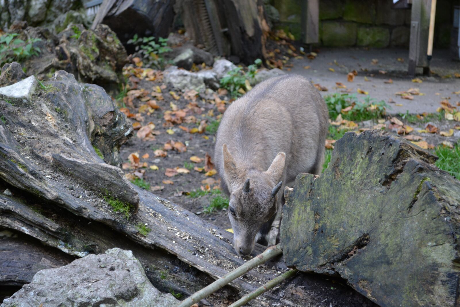 Nikon D5200 sample photo. Gams, animal, wild animal photography