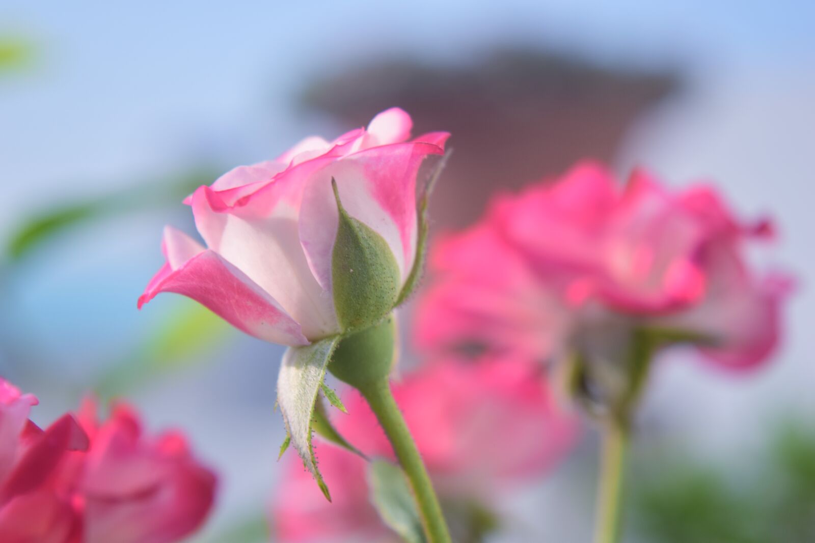 Nikon D5300 sample photo. Flower, nature, rose photography