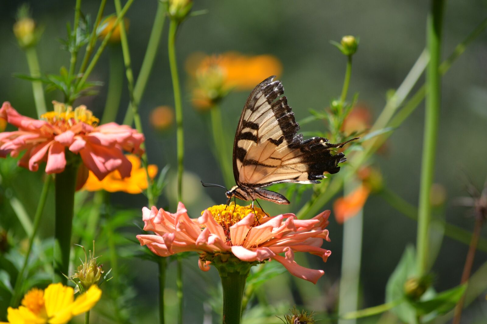 Nikon D3100 sample photo. Summer, cosmos, swallowtail photography