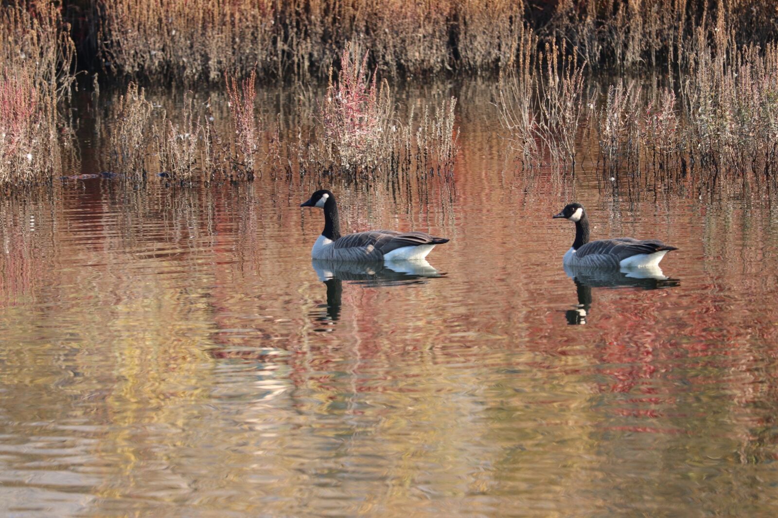 Canon EOS 200D (EOS Rebel SL2 / EOS Kiss X9) sample photo. Bird, water, lake photography