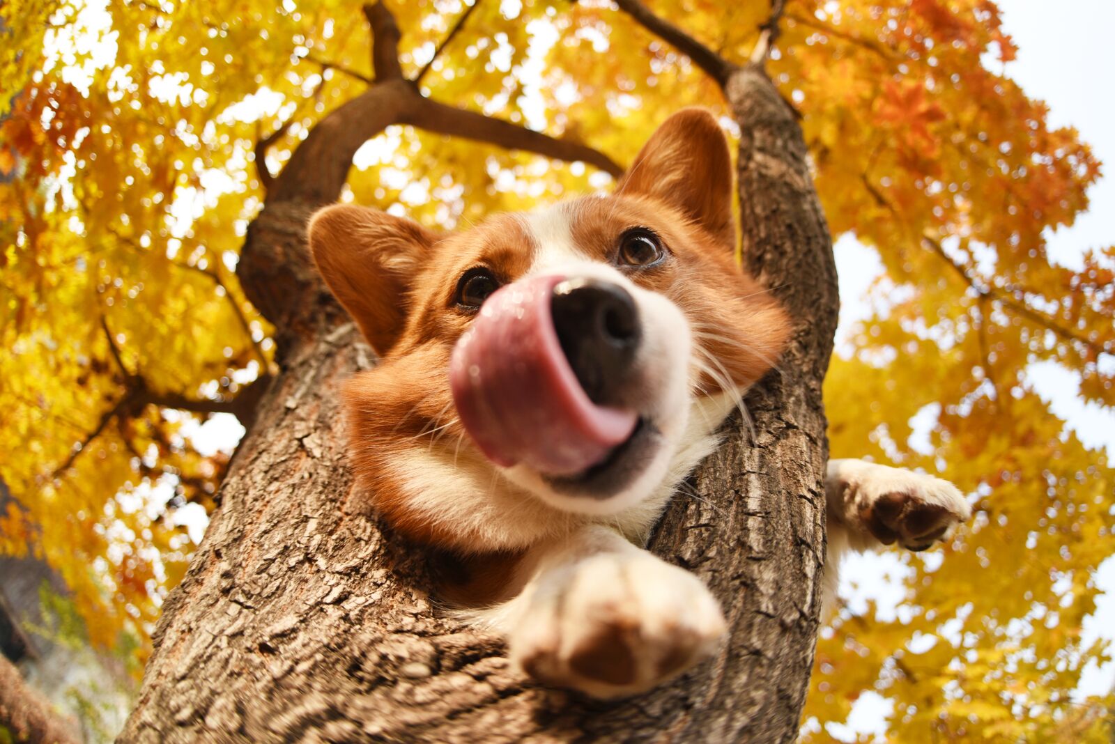 Nikon D750 sample photo. Pets, dog photography