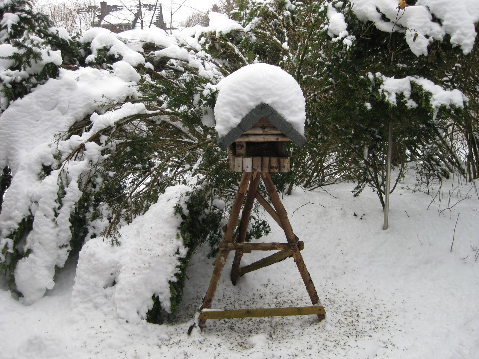 Canon PowerShot SD1100 IS (Digital IXUS 80 IS / IXY Digital 20 IS) sample photo. Bird, winter, aviary photography