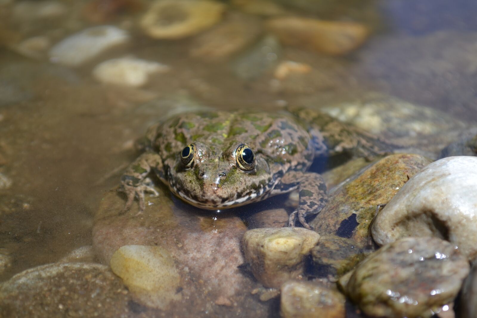 Nikon D3100 sample photo. Frog, frog eyes photography