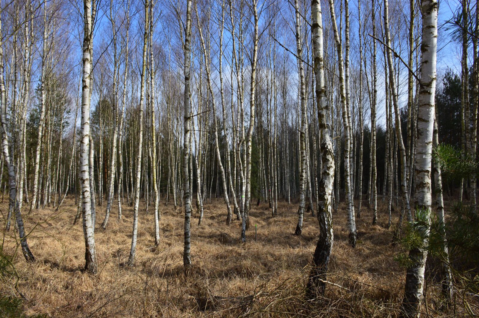 Nikon D3200 sample photo. Forest, nature, birch photography