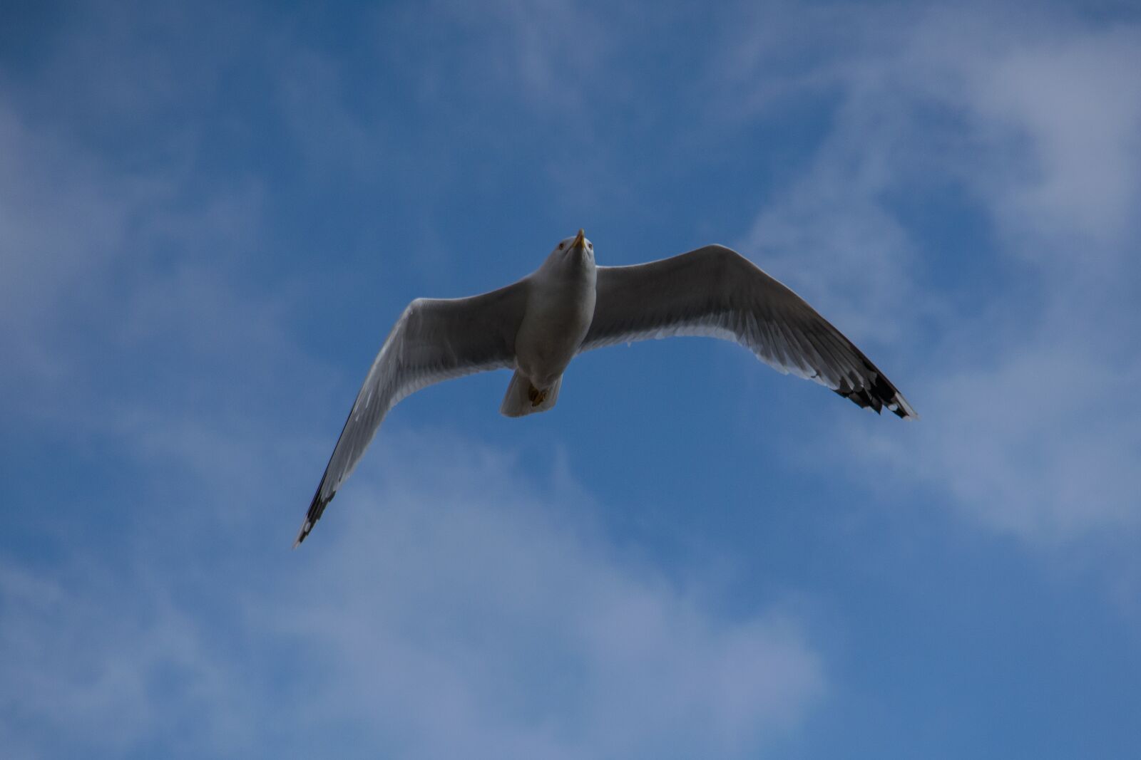Nikon D5300 sample photo. Flight, birds, sky photography