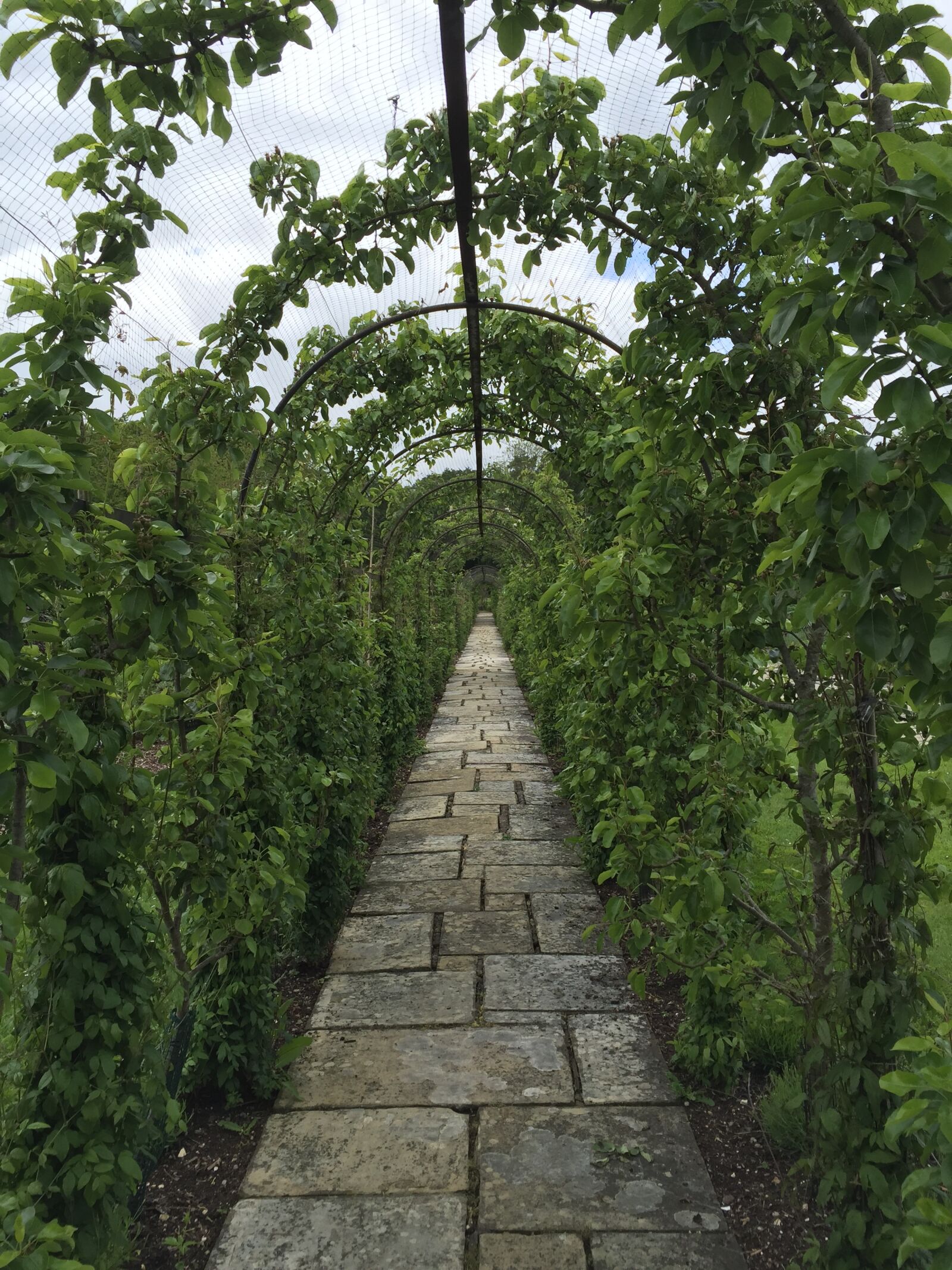 Apple iPhone 6 sample photo. Love, tunnel, foliage photography