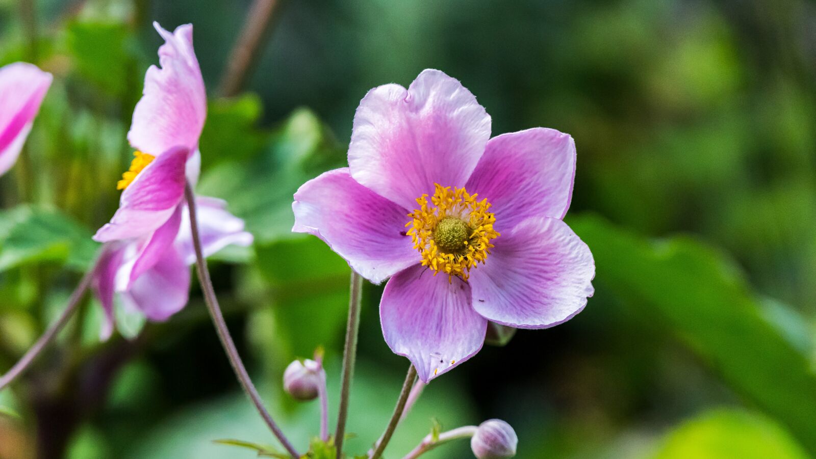 Panasonic Lumix DMC-FZ2500 (Lumix DMC-FZ2000) sample photo. Flower, blossom, bloom photography