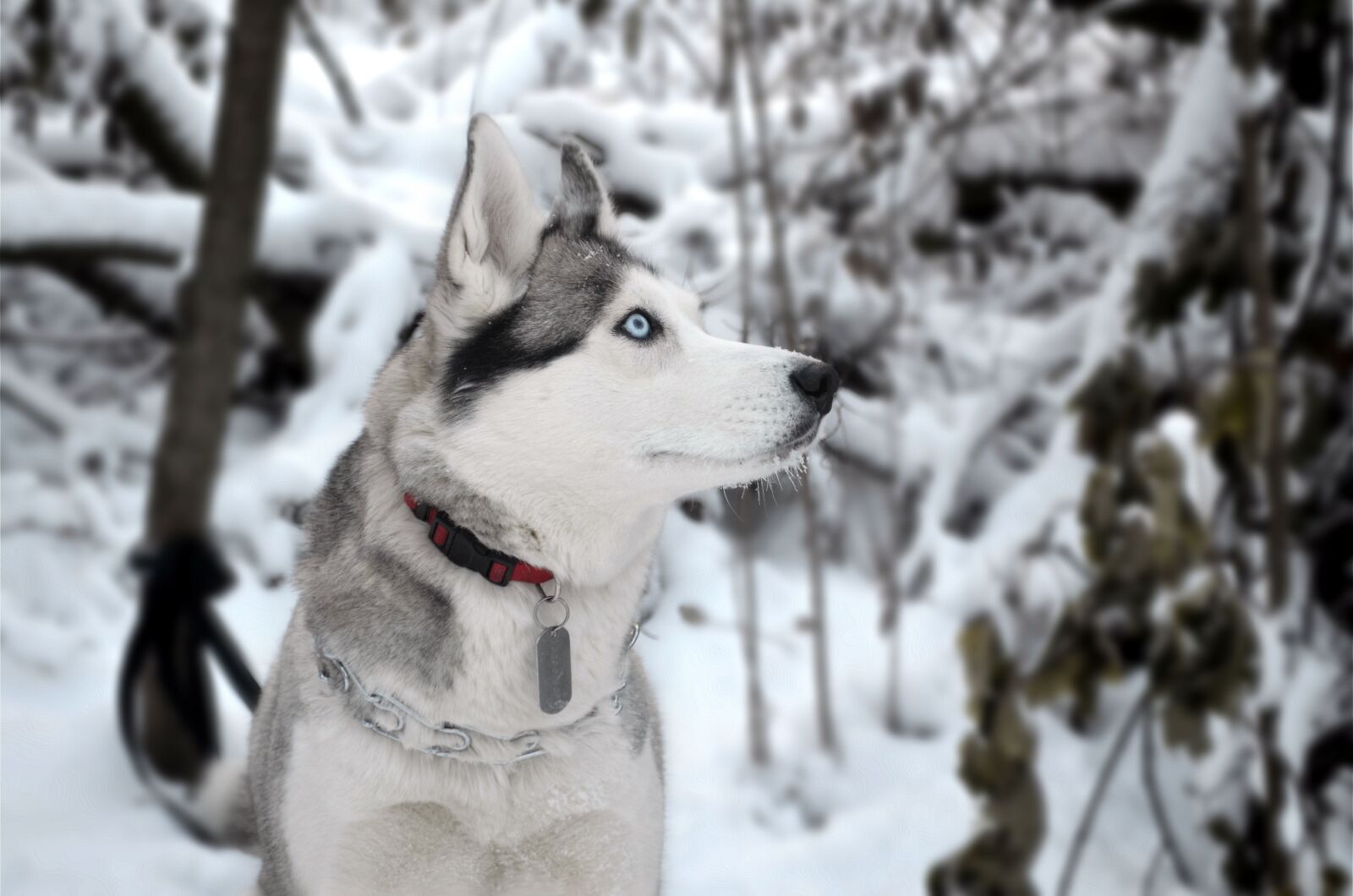Nikon D5100 sample photo. Dog, siberian, husky photography