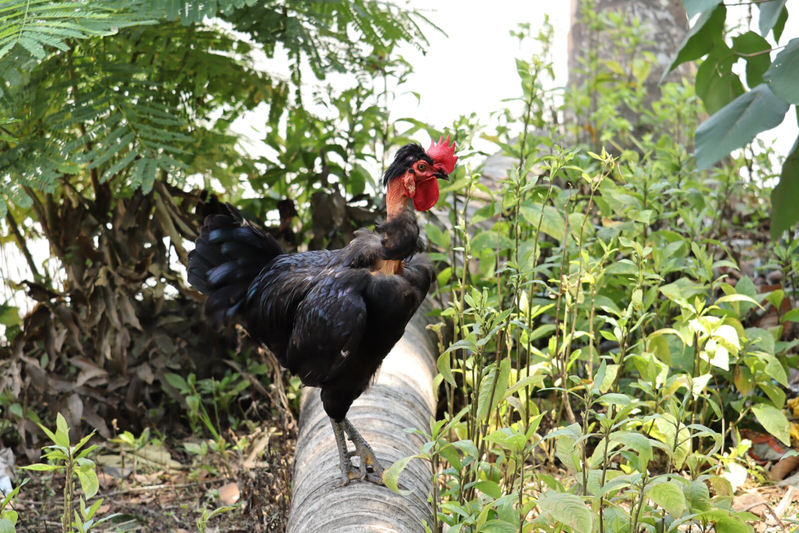 Canon EOS 250D (EOS Rebel SL3 / EOS Kiss X10 / EOS 200D II) sample photo. Kerala, hen, male photography