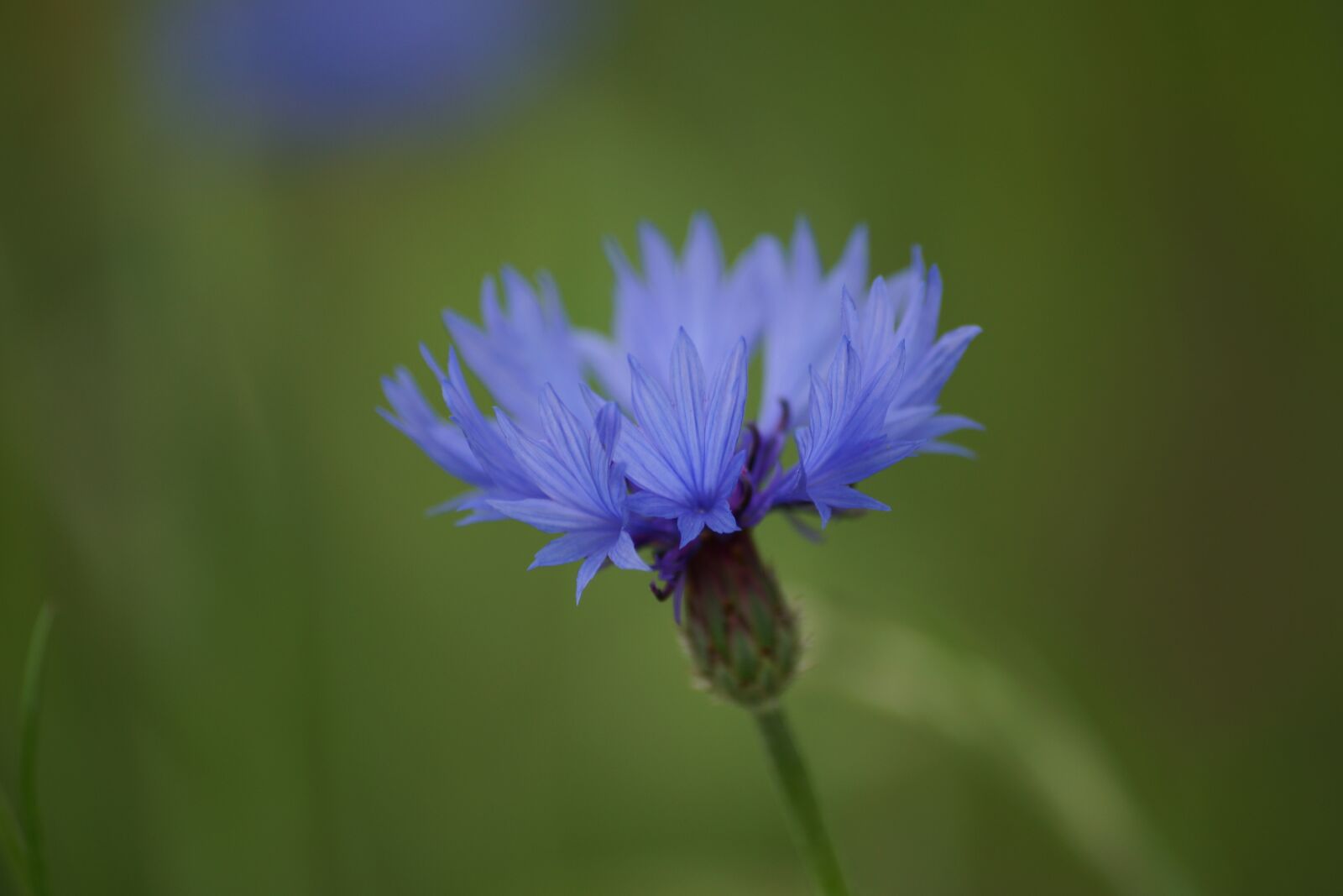 Sony SLT-A65 (SLT-A65V) sample photo. Cornflower, flowers, blue photography