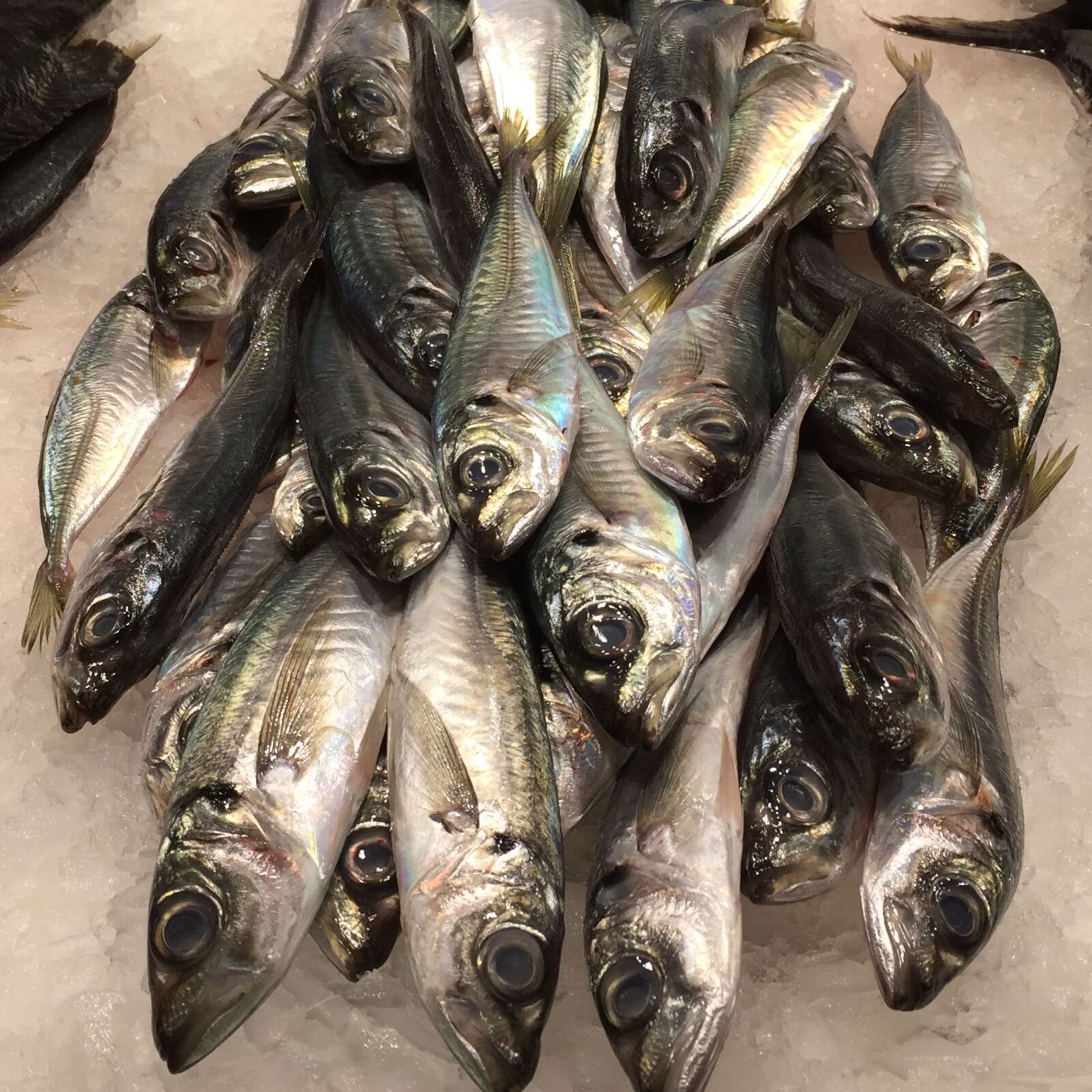 iPhone 6 back camera 4.15mm f/2.2 sample photo. Fish, sardines photography