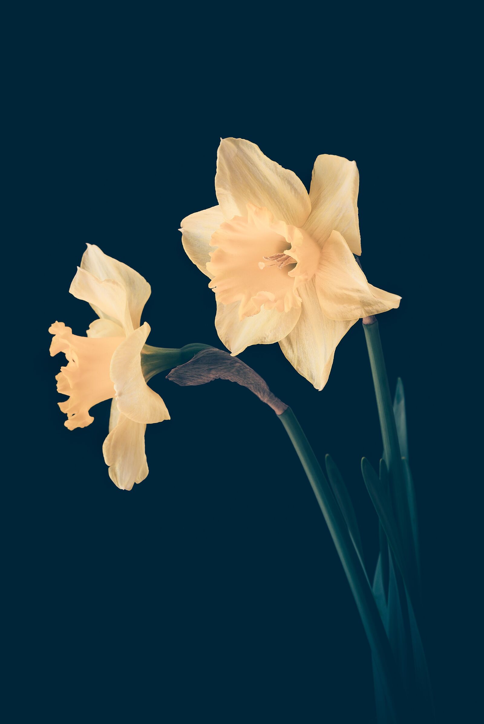 Nikon D750 sample photo. Daffodils, yellow, yellow flowers photography