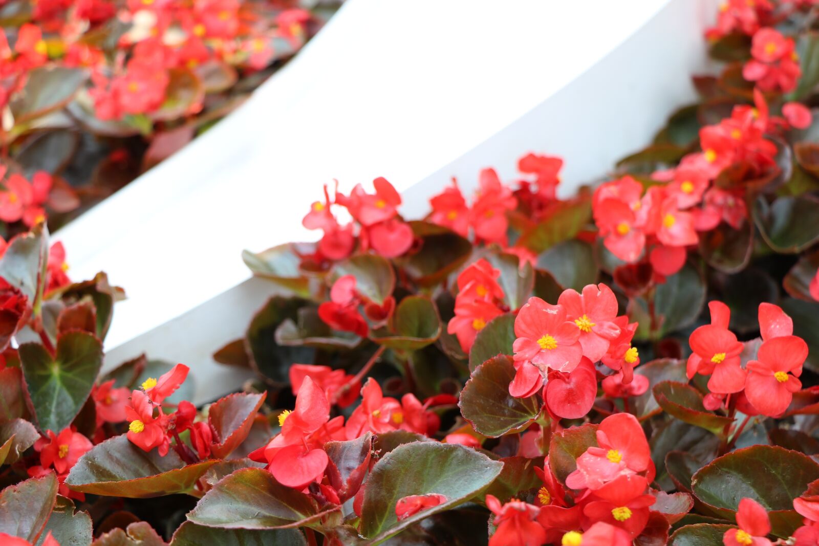 Canon EOS 750D (EOS Rebel T6i / EOS Kiss X8i) sample photo. Begonia, shiny, flora photography