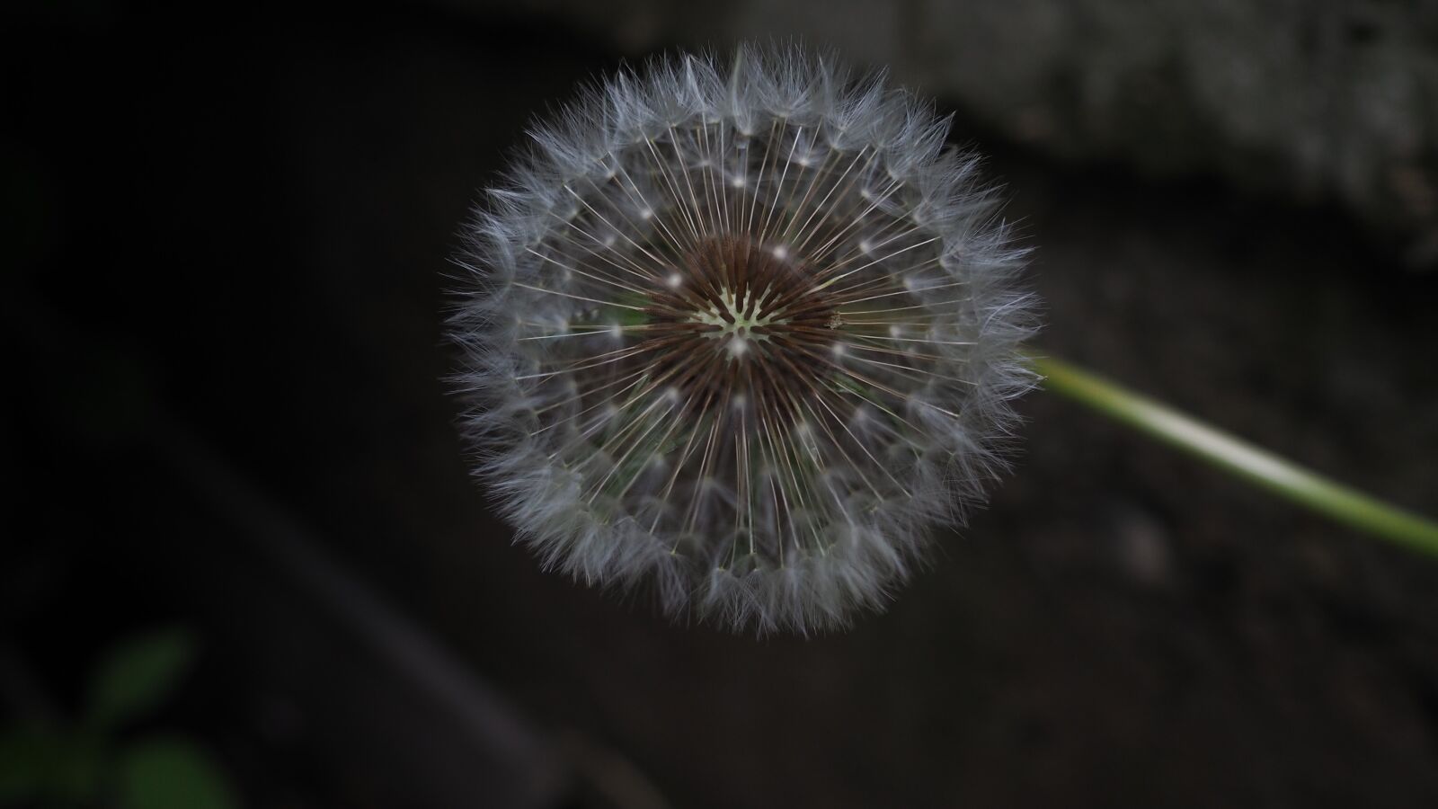 Olympus M.Zuiko Digital 17mm F1.8 sample photo. Dandelion, plant, macro photography