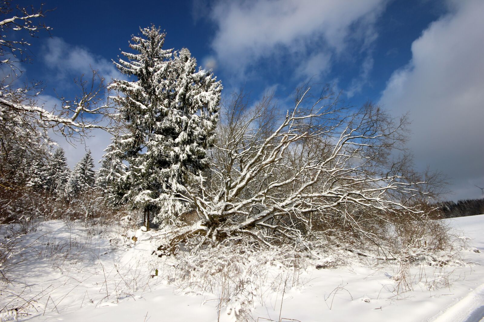 Canon EOS 600D (Rebel EOS T3i / EOS Kiss X5) sample photo. Winter, spruce, tree photography