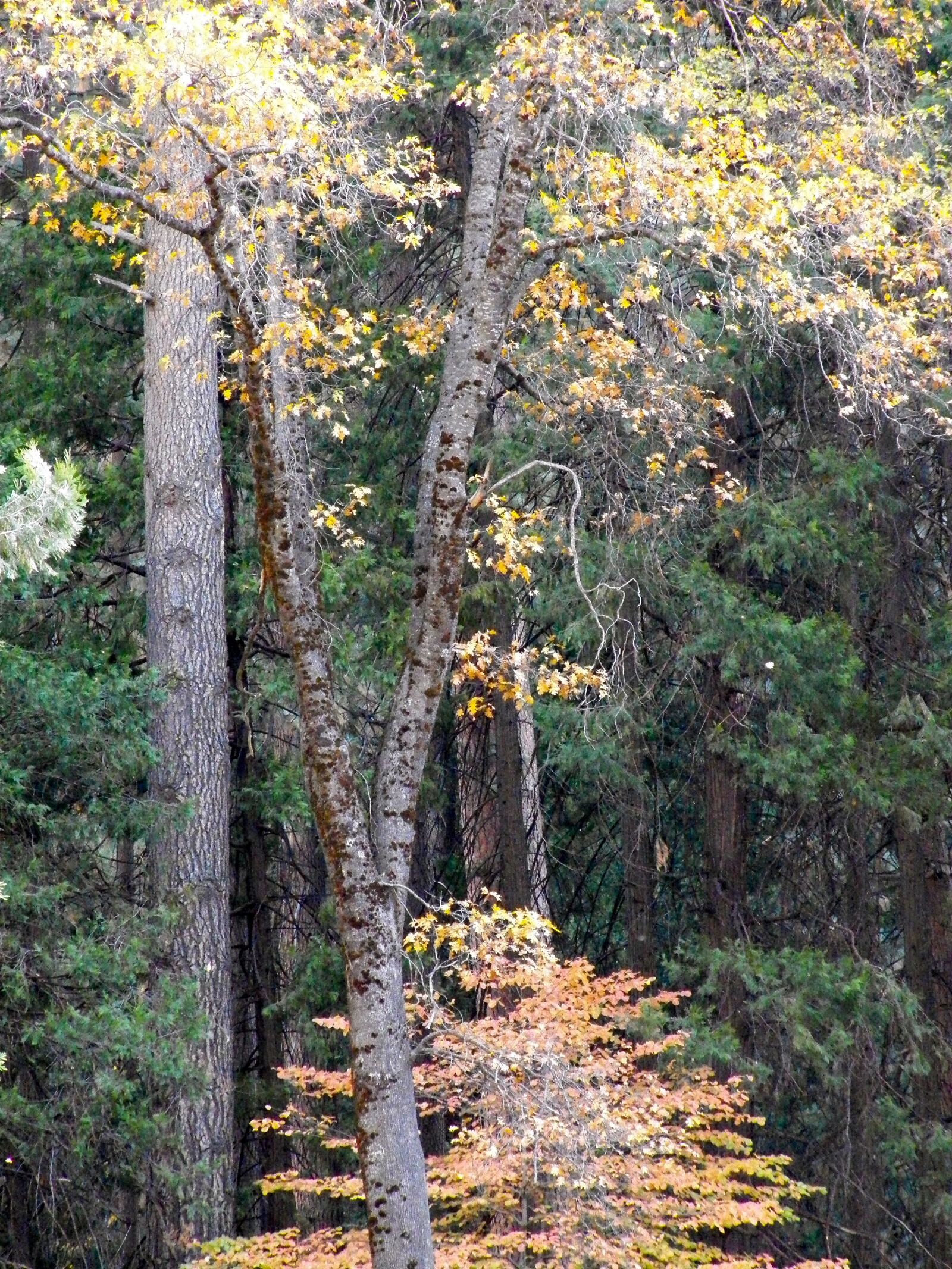 Kodak EasyShare Z990 (EasyShare Max) sample photo. Forest, nature, scenic photography