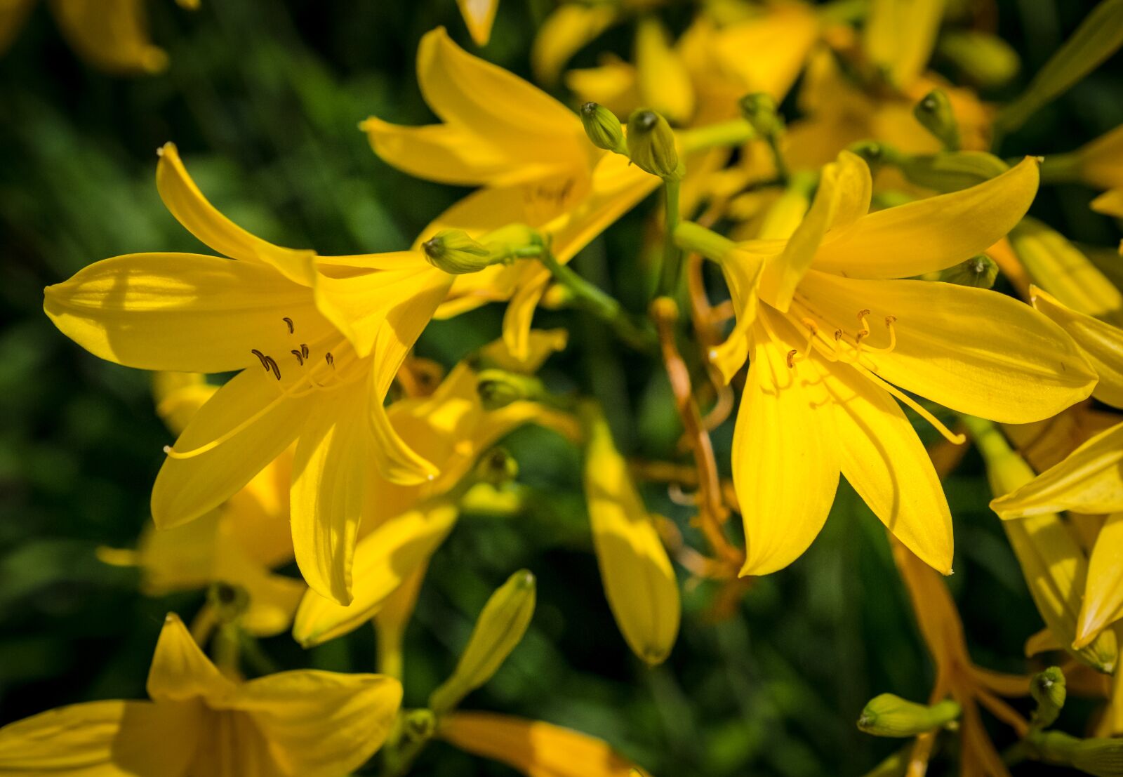 Fujifilm X-T2 sample photo. Flower, bloom, summer photography