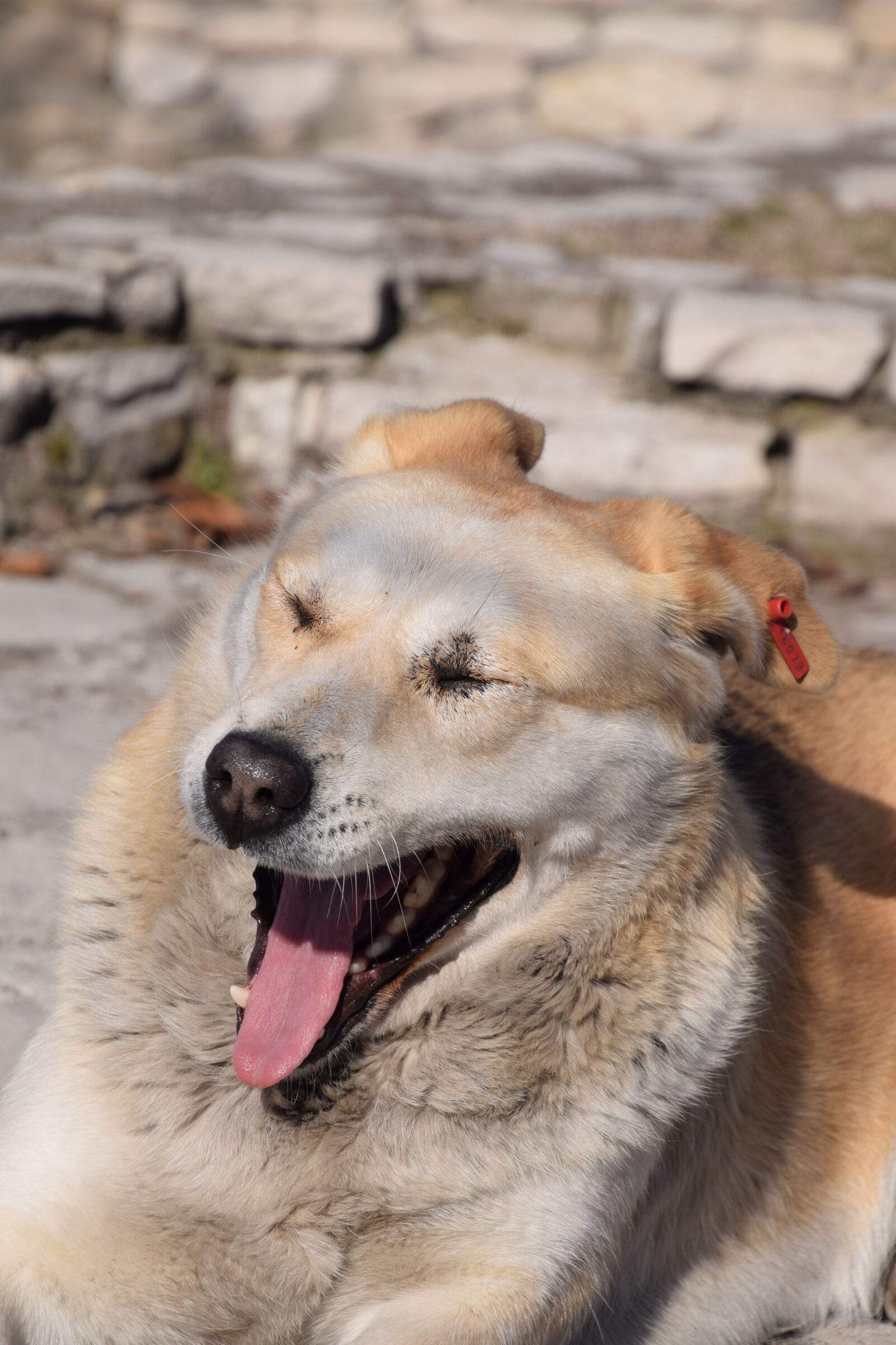 Nikon D5300 sample photo. Yawling, dog, sleepy photography