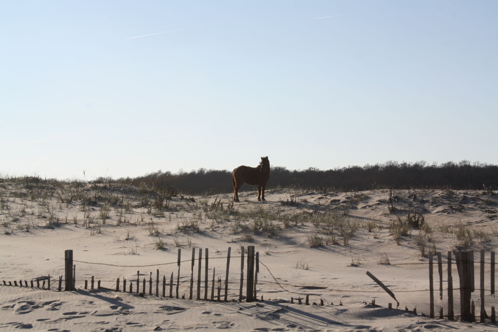 Canon EOS 1000D (EOS Digital Rebel XS / EOS Kiss F) sample photo. Assateague, island, beach, dunes photography