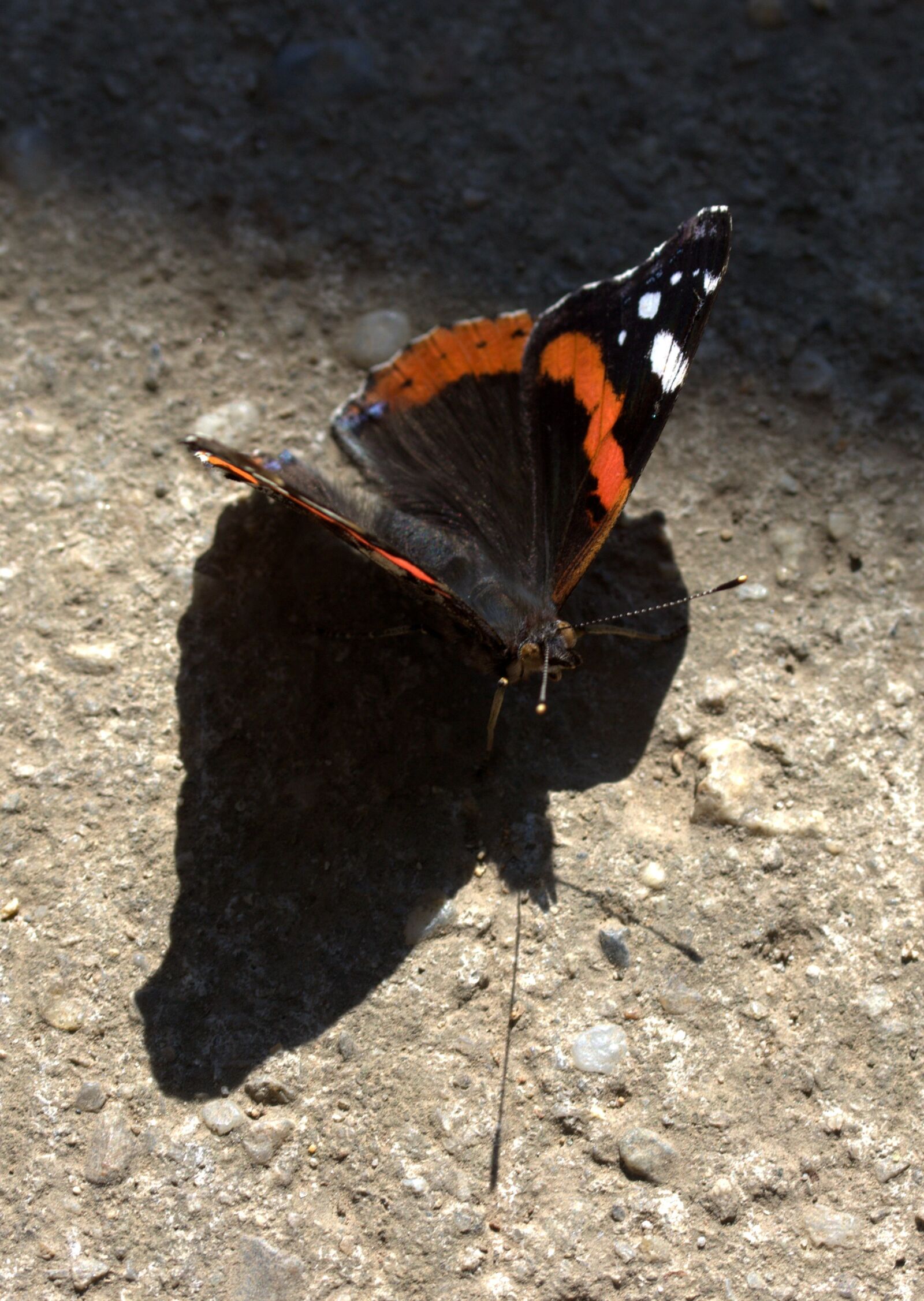 Canon EF-S 60mm F2.8 Macro USM sample photo. Butterfly, black, red photography