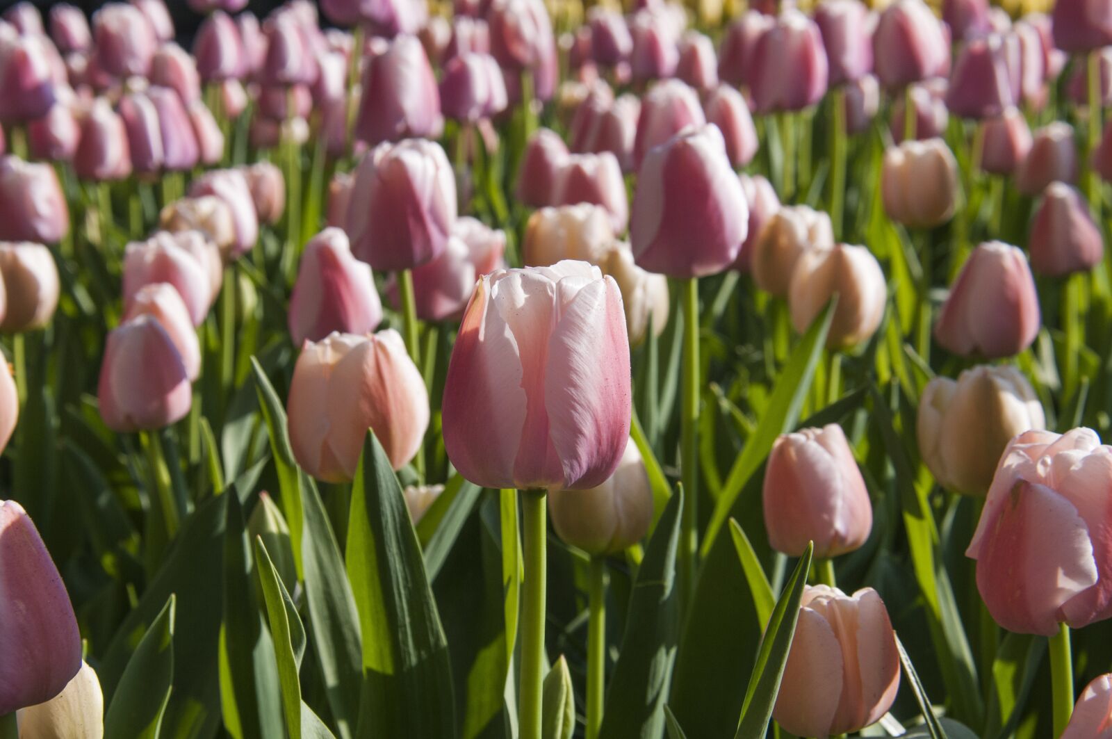 Nikon D300S sample photo. Tulips, spring, april photography