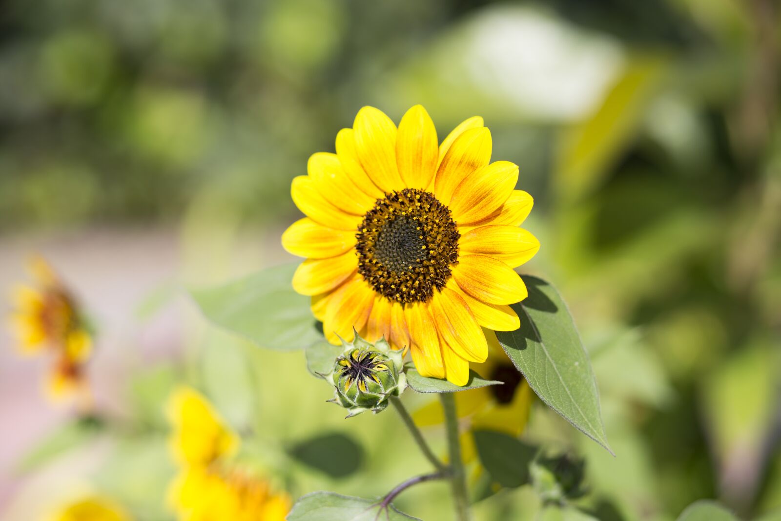 Canon EF 85mm F1.8 USM sample photo. Sunflower, flower, bloom photography