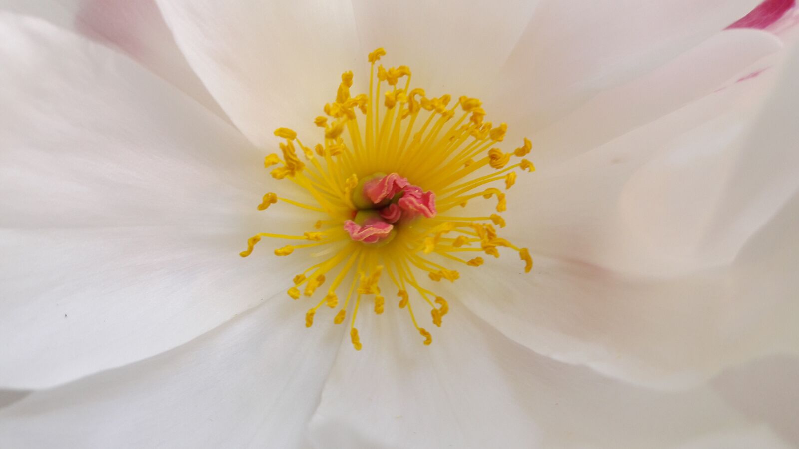 Samsung Galaxy A5(2016) sample photo. Flower, pistil, peony photography