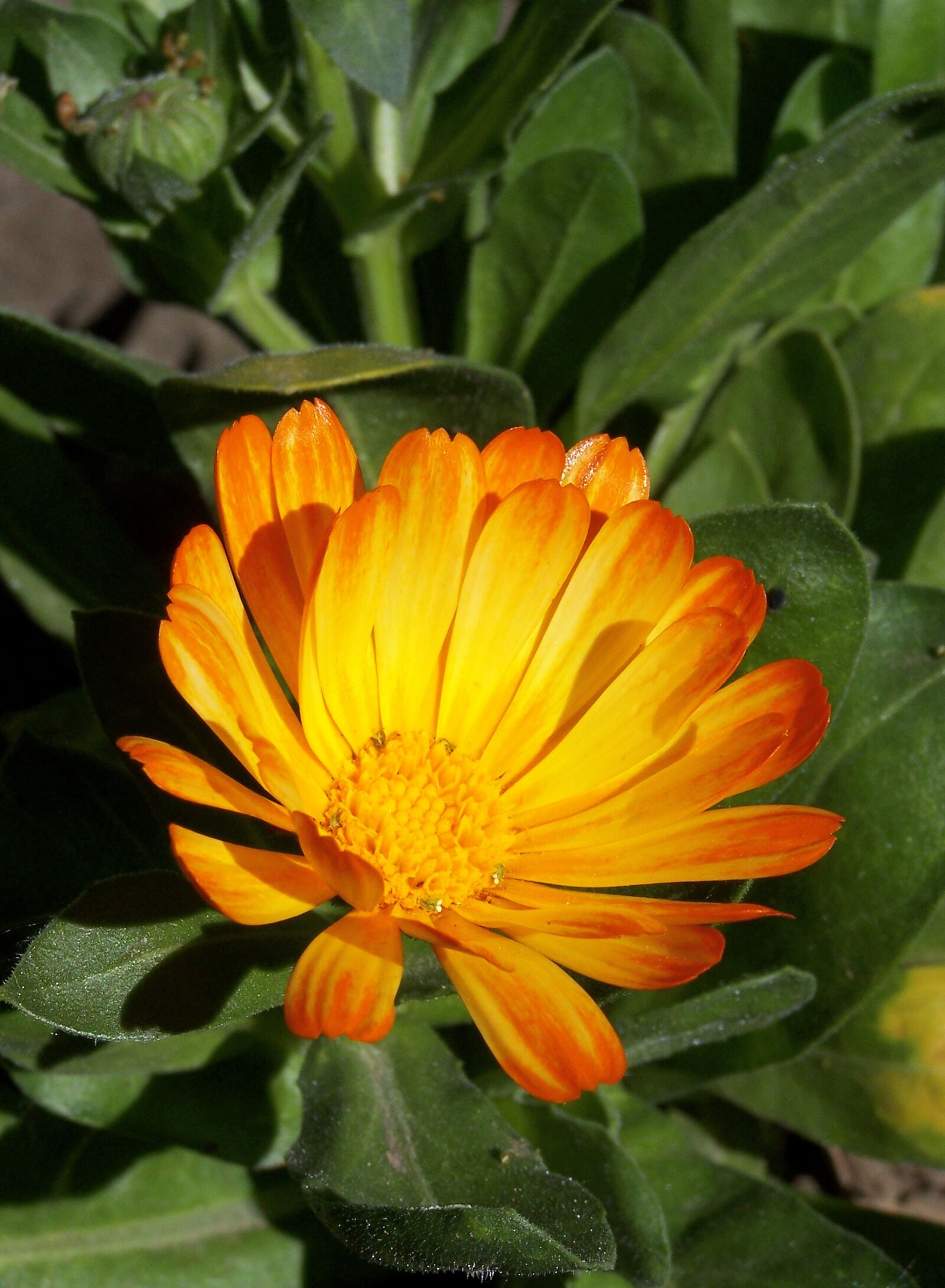 Kodak Z740 ZOOM DIGITAL CAMERA sample photo. Marigold, yellowish, amazing herbs photography