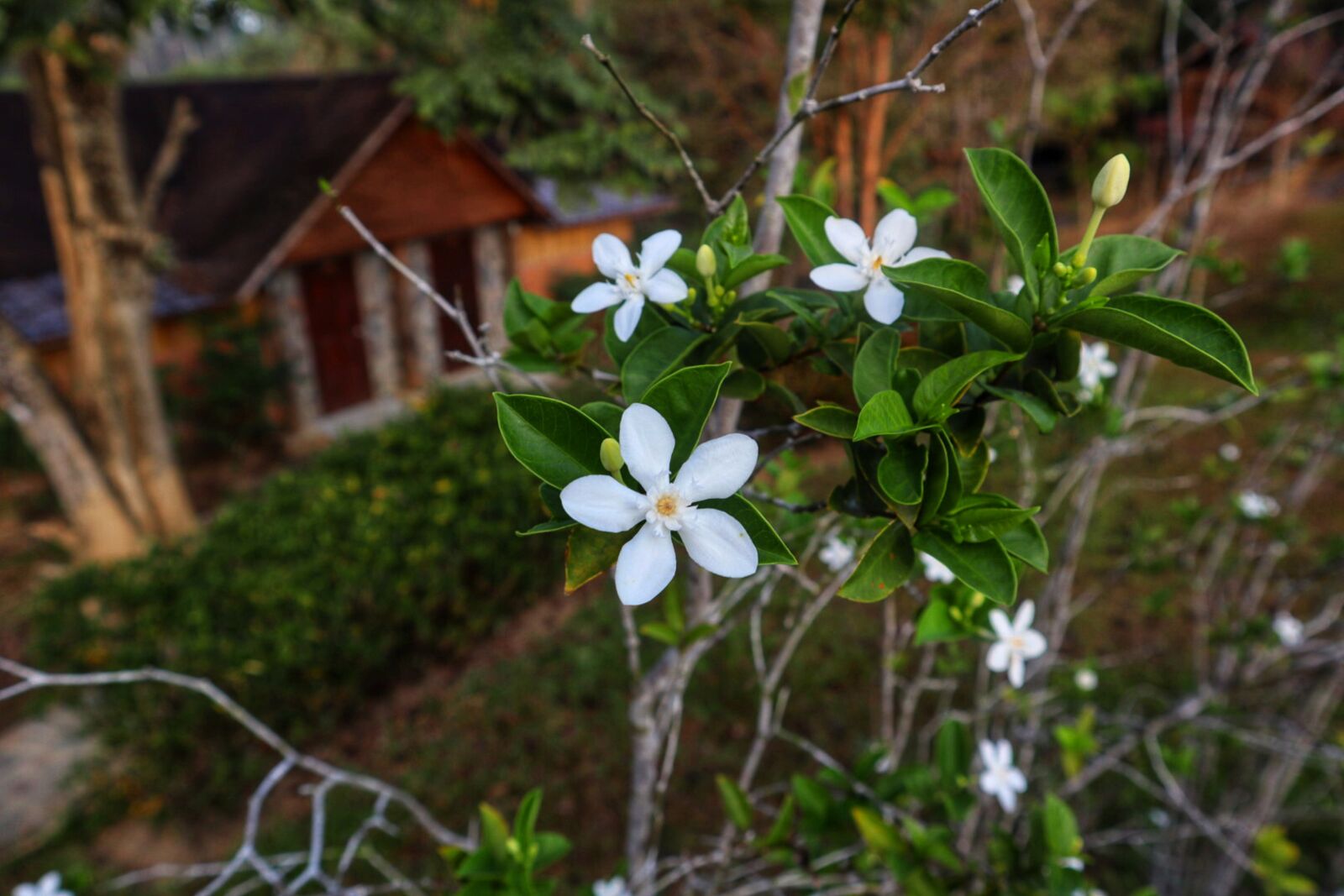 Canon EF-M 15-45mm F3.5-6.3 IS STM sample photo. Flowers, white flowers, white photography