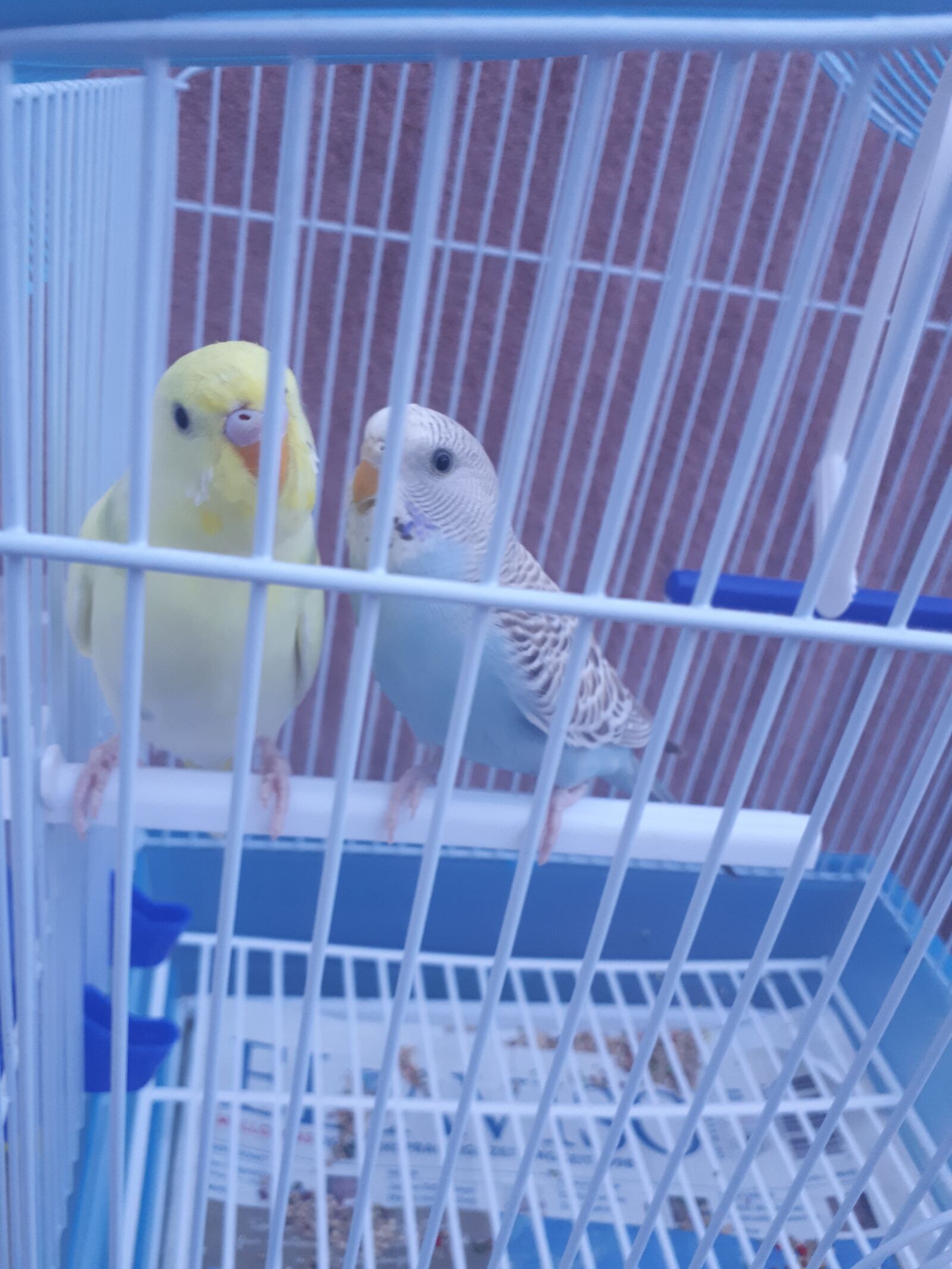Samsung Galaxy A5(2017) sample photo. Parakeets, birds, cage photography