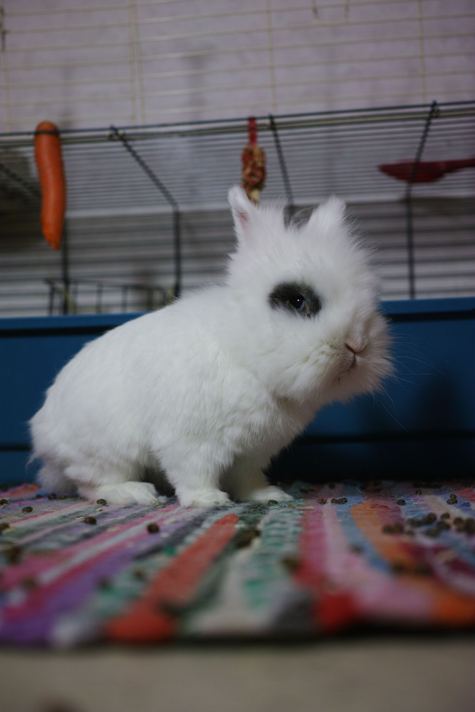 Sigma 30mm F2.8 sample photo. Disapproving bunny analog photography
