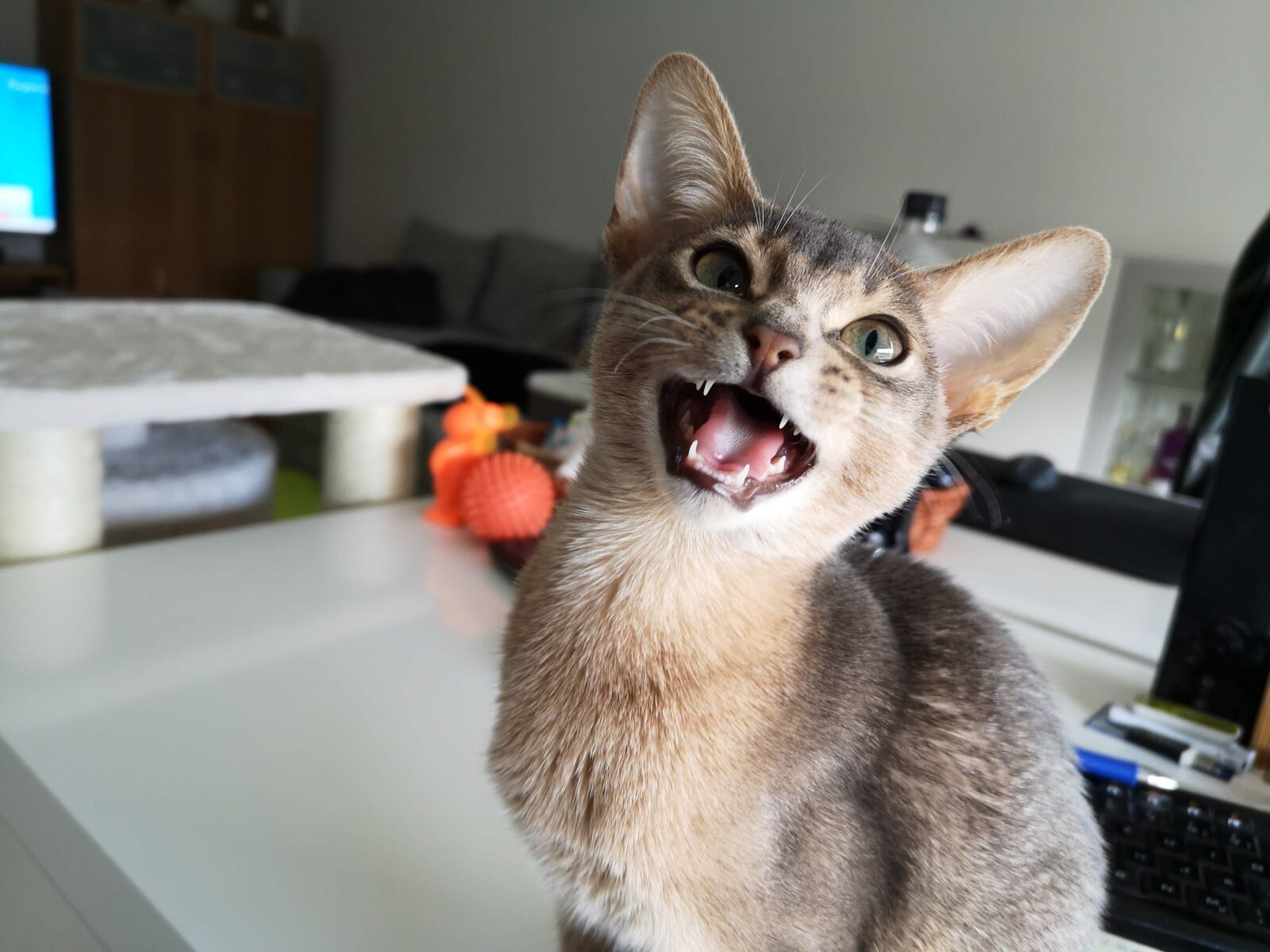 HUAWEI CLT-L29 sample photo. Cat, abyssinian, abyssinian cat photography