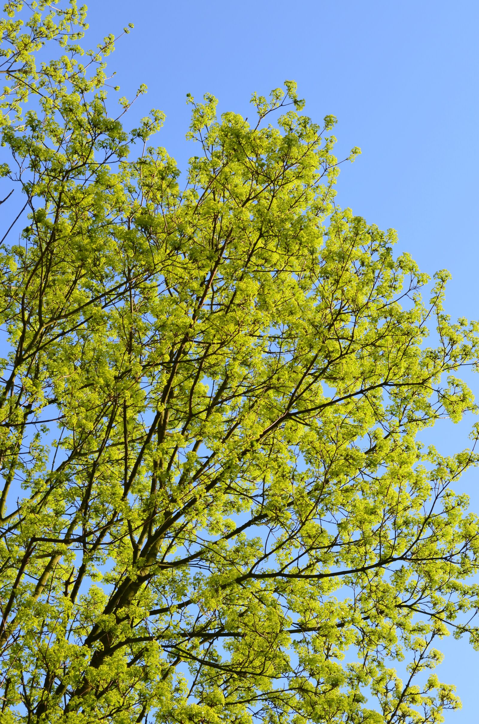 Nikon D5100 sample photo. Spring, tree photography