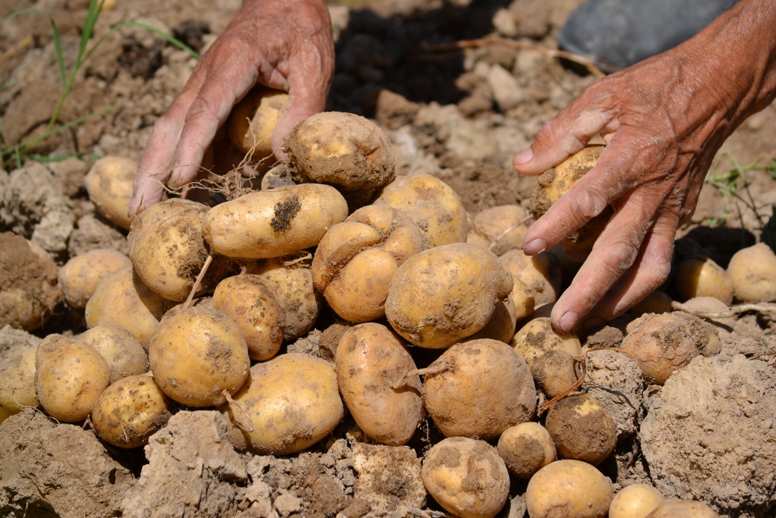Nikon D3100 sample photo. Potato, agriculture, farm photography