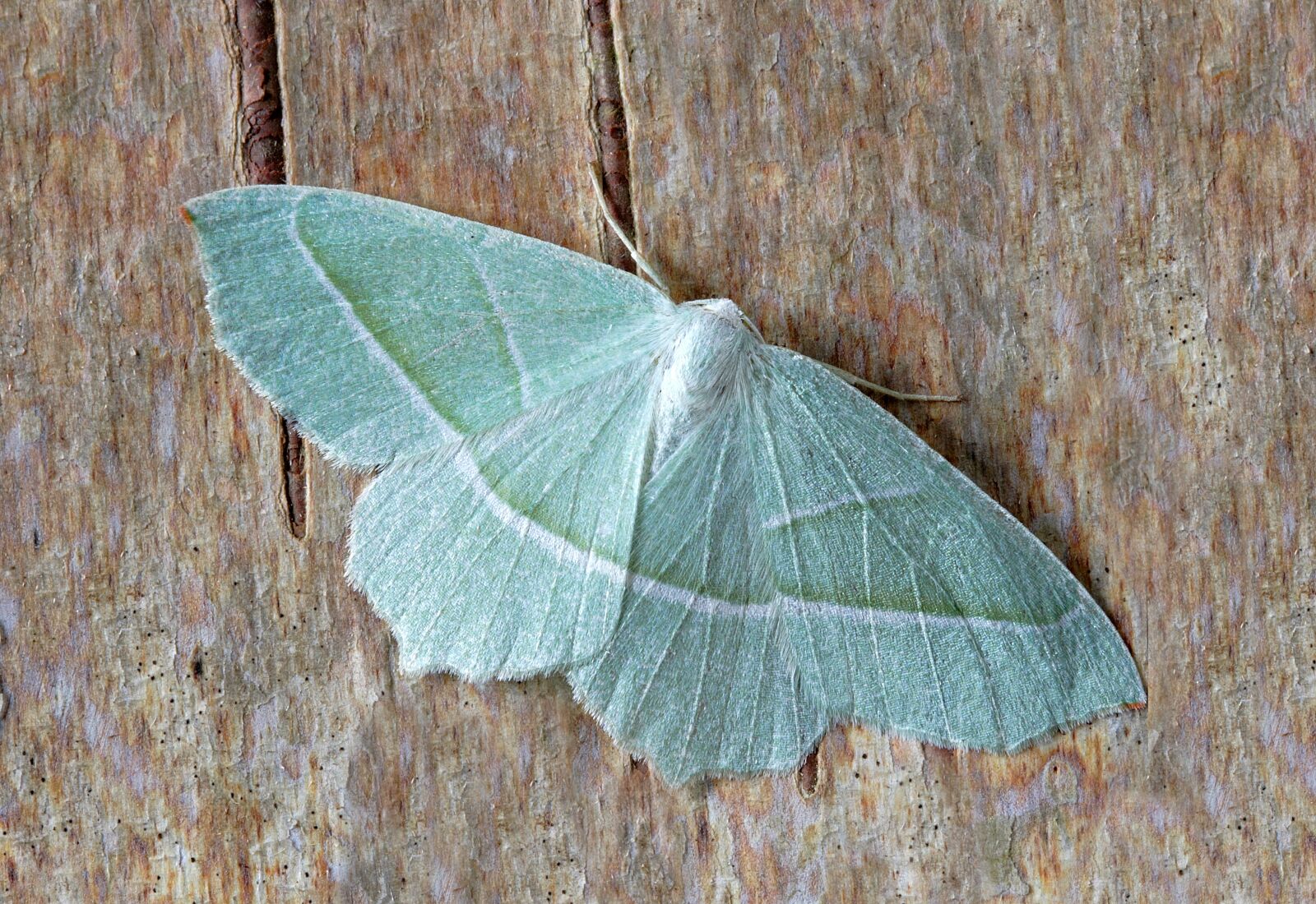 Canon EOS 400D (EOS Digital Rebel XTi / EOS Kiss Digital X) sample photo. Moth, macro, insect photography