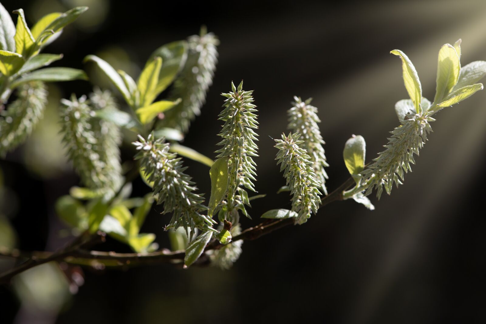 Nikon D750 sample photo. Branch, spring, nature photography