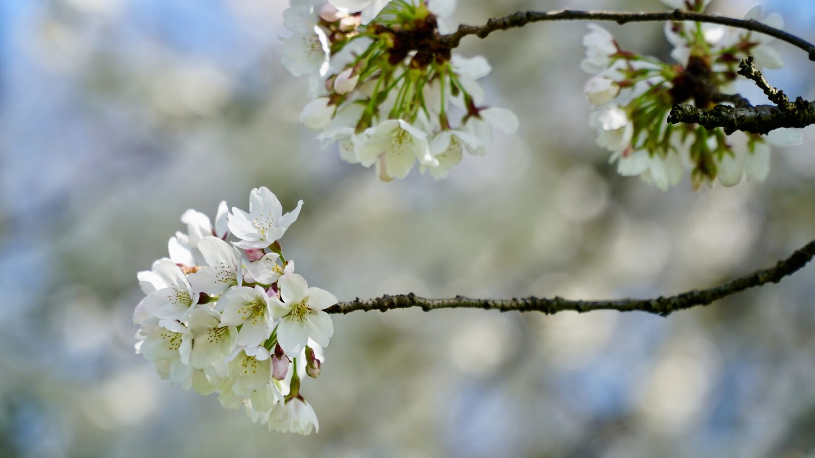 Sony a6300 + Sony E PZ 18-105mm F4 G OSS sample photo. Cherry blossom, japanese cherry photography