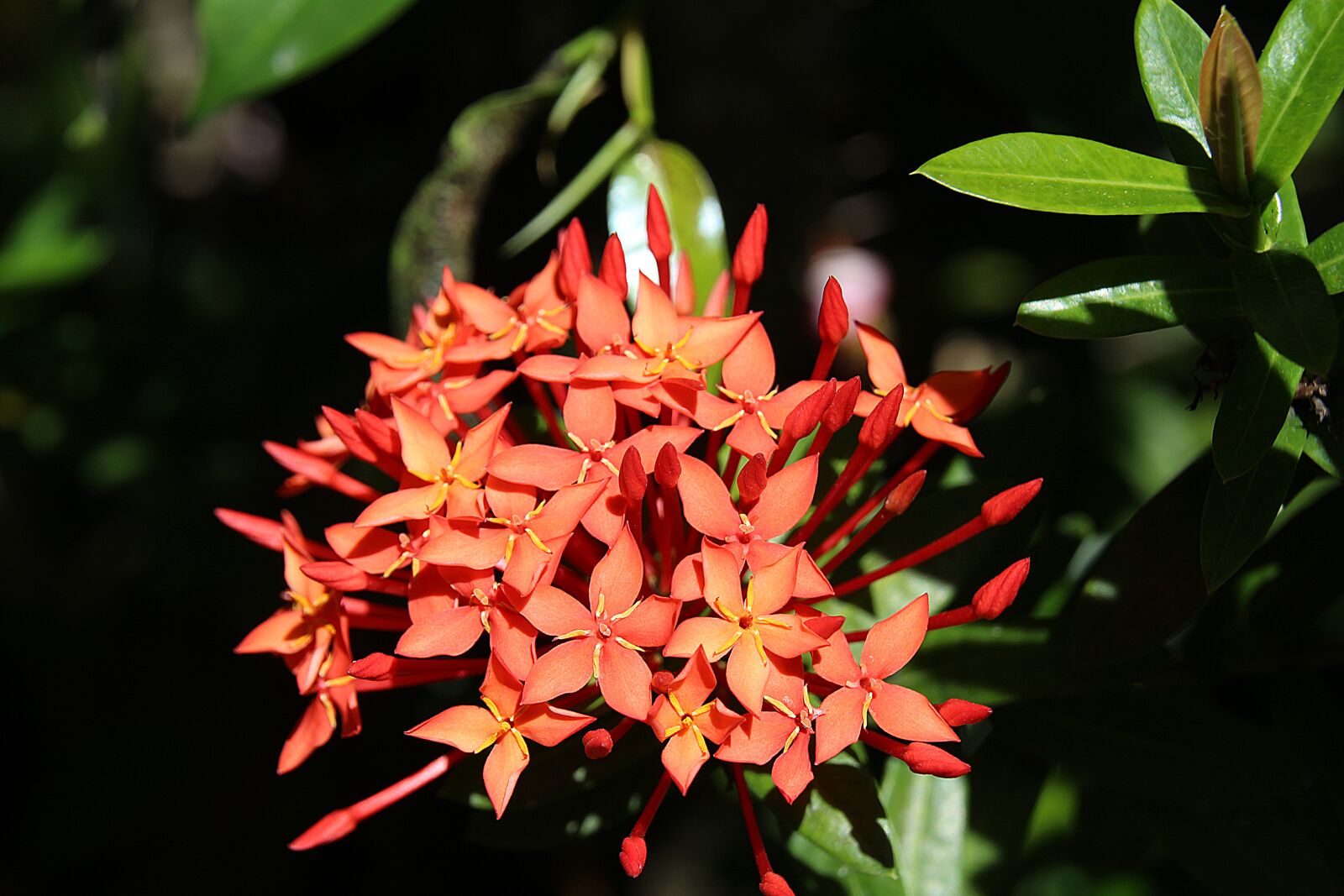 Canon EOS 700D (EOS Rebel T5i / EOS Kiss X7i) sample photo. Kanakambaram, orange flower, star photography