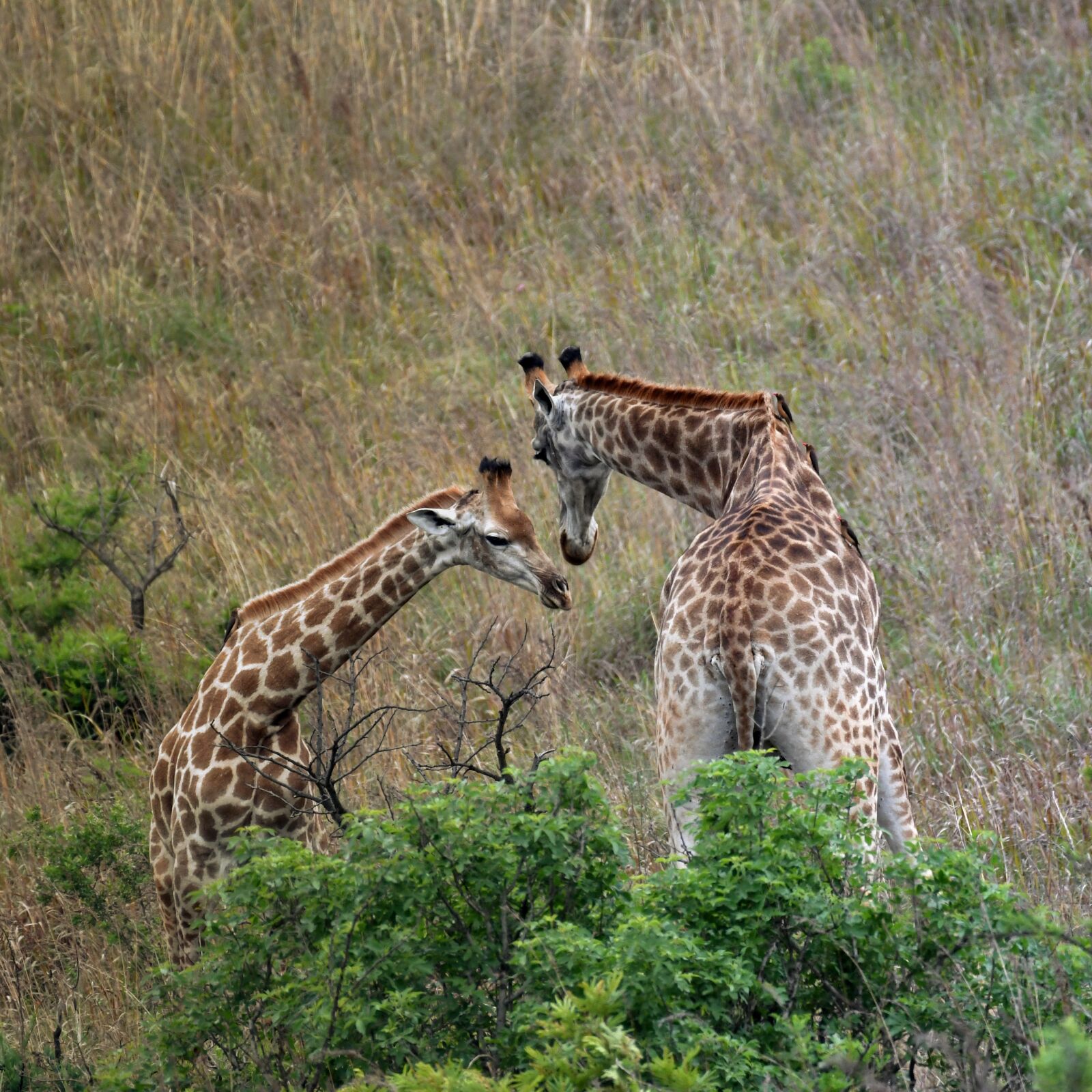 Nikon D500 sample photo. Afrique du sud, safari photography