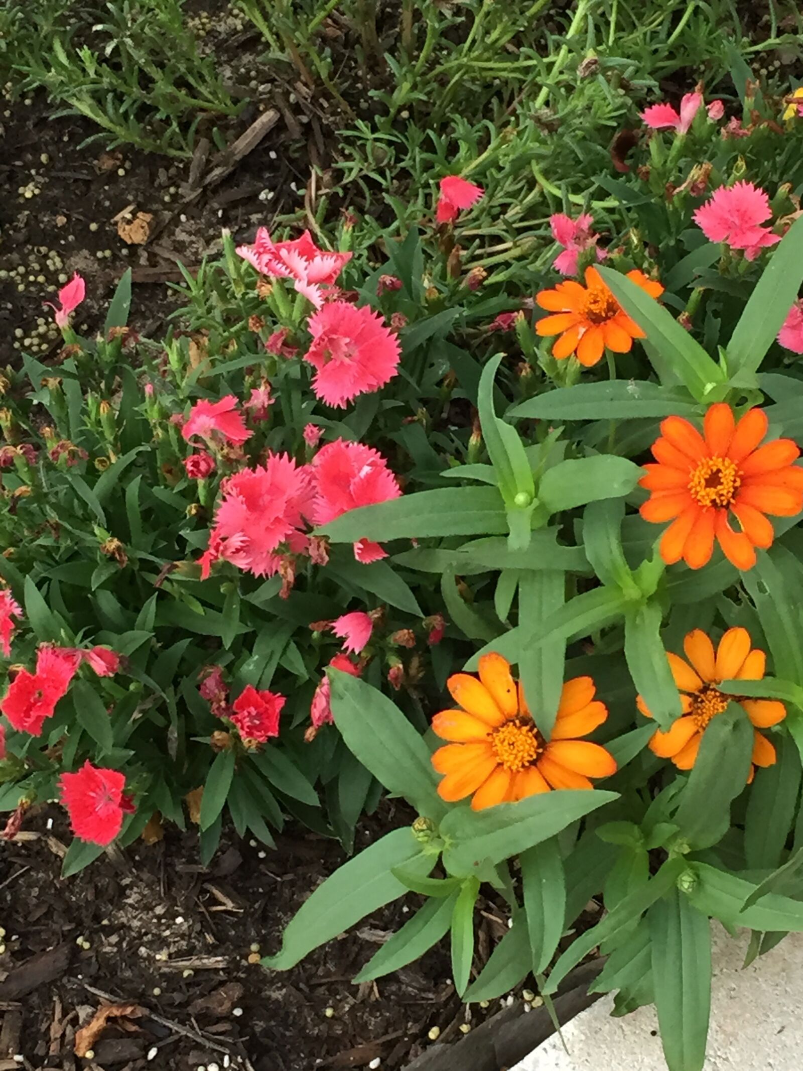 iPhone 6 back camera 4.15mm f/2.2 sample photo. Flower, bed photography
