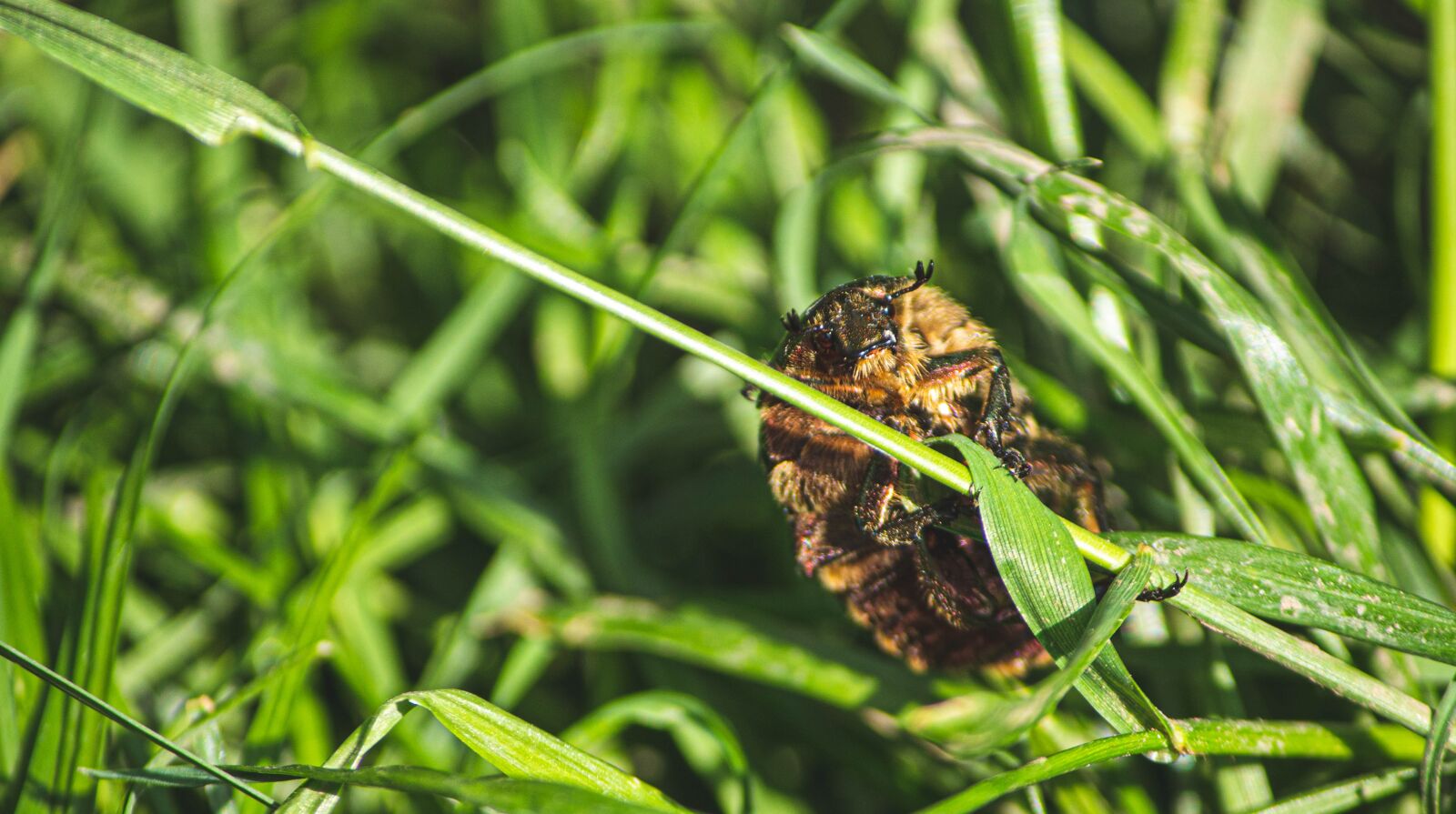 Canon EOS 1300D (EOS Rebel T6 / EOS Kiss X80) sample photo. May bug, macro, insect photography