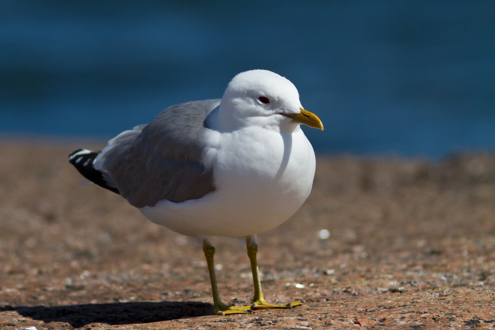 Canon EOS 7D sample photo. Seagull, mew, rock photography