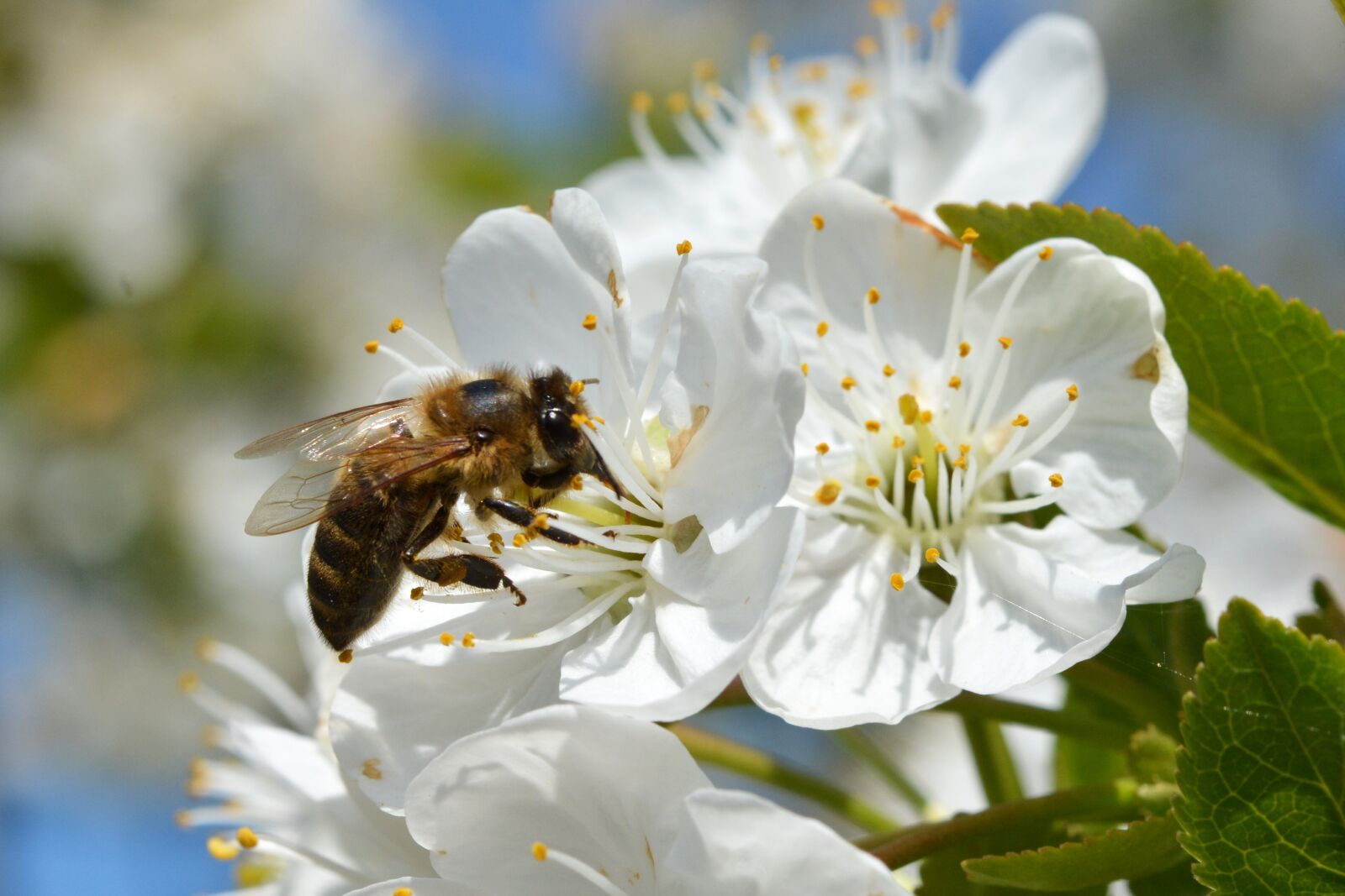 Nikon D7100 sample photo. Bee, honey, bees photography