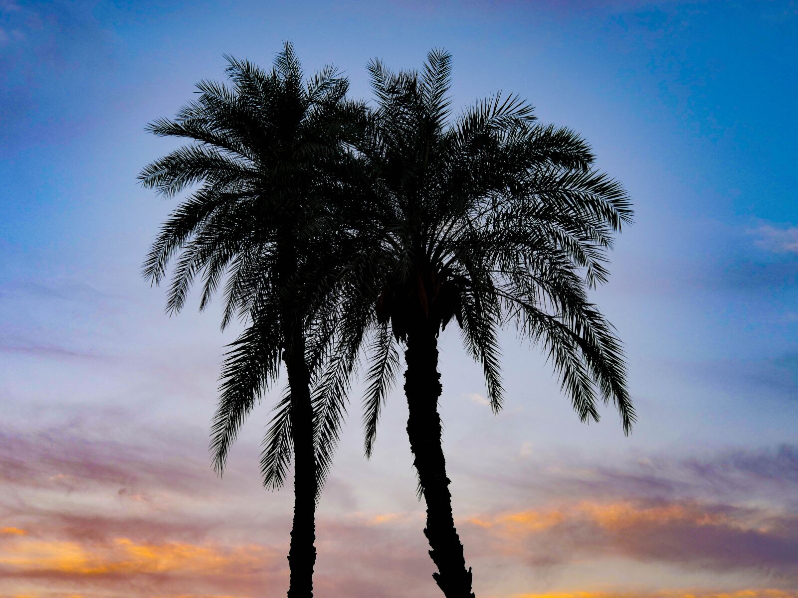 Panasonic Lumix DMC-GX8 sample photo. Palm trees, backlighting, sunset photography
