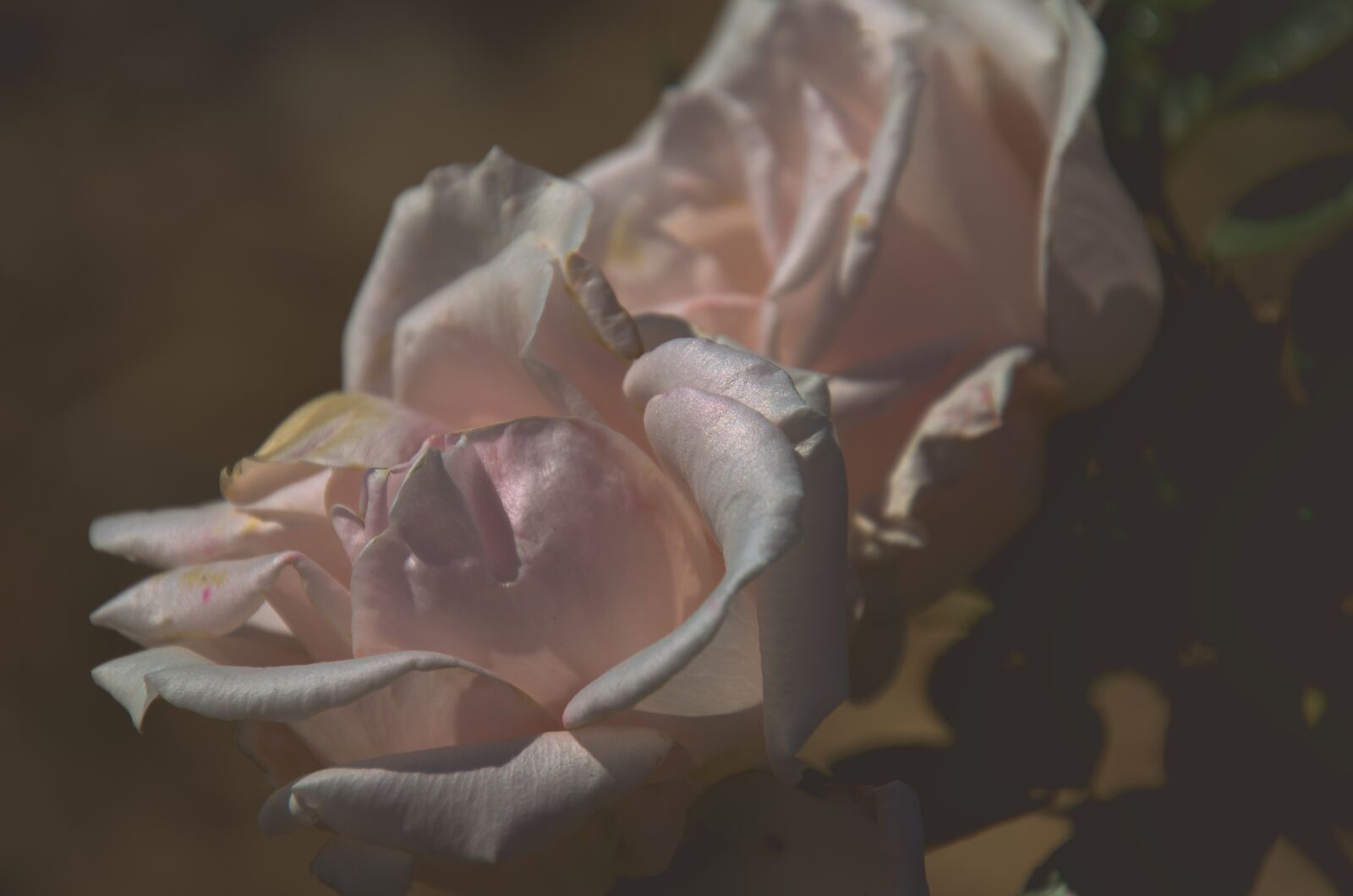 Nikon D7000 sample photo. Pink, rose, flowers photography