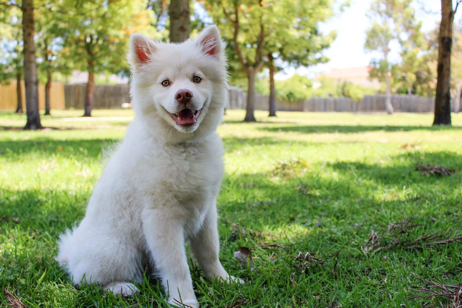 Canon EOS 1200D (EOS Rebel T5 / EOS Kiss X70 / EOS Hi) sample photo. Dog, sun, summer photography