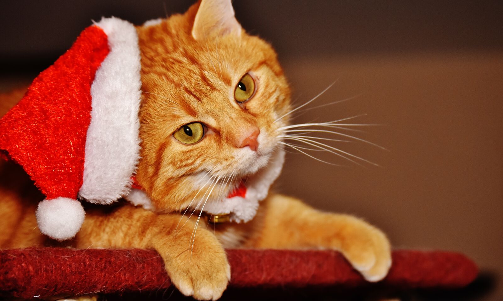 Nikon D7200 sample photo. Cat, red, christmas photography