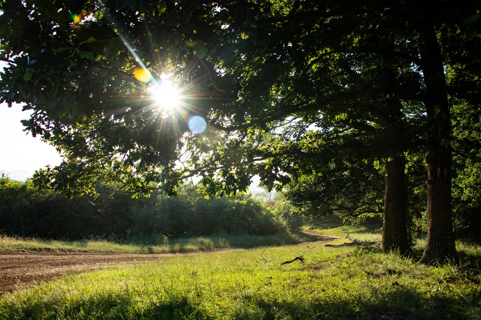 Canon EOS M100 sample photo. Sun, sunshine, forest photography